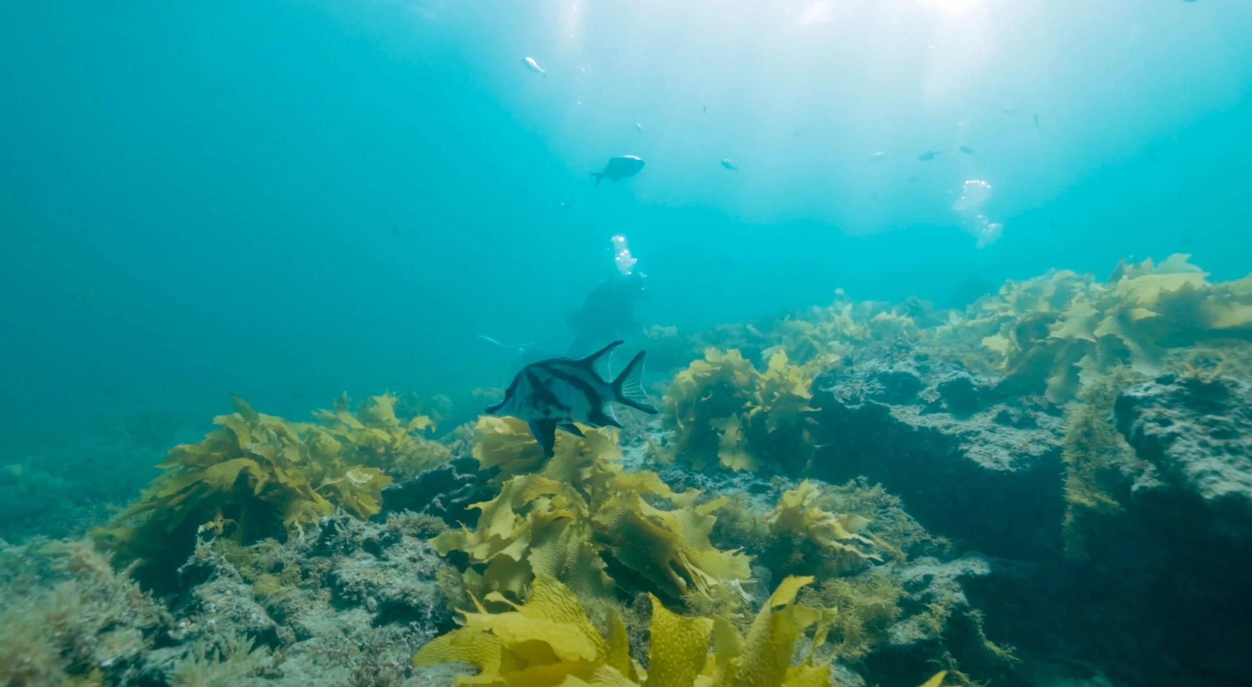 Screen Shot 2023-06-25 at 12.29.38 pm.jpg