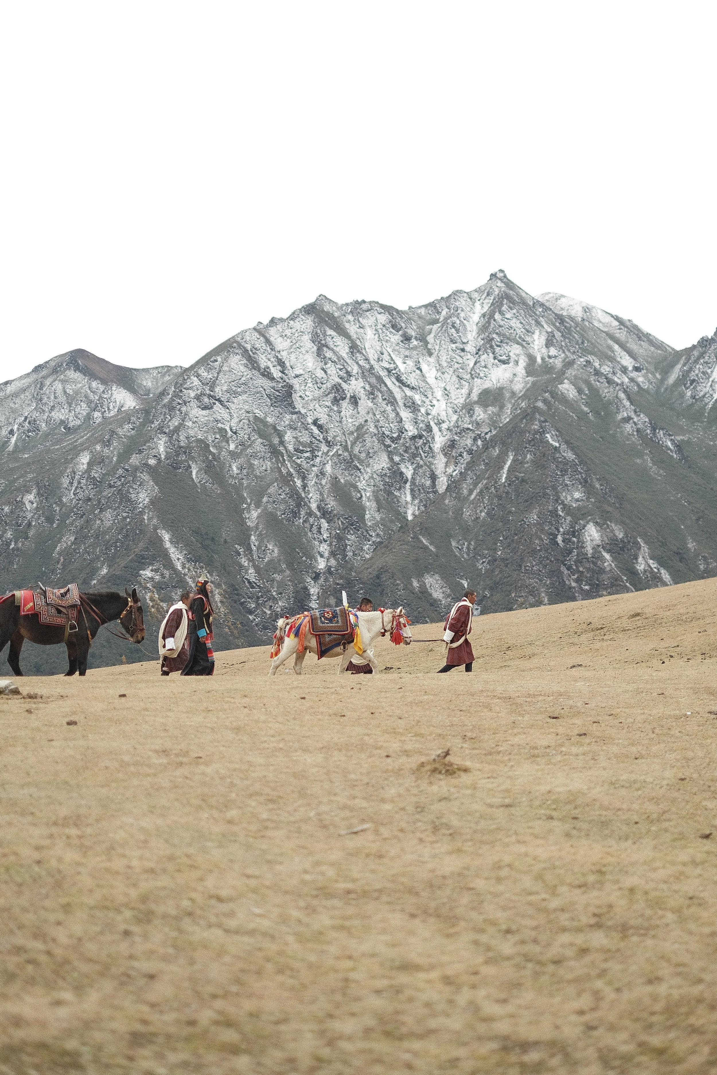 Horses depart for their homes.