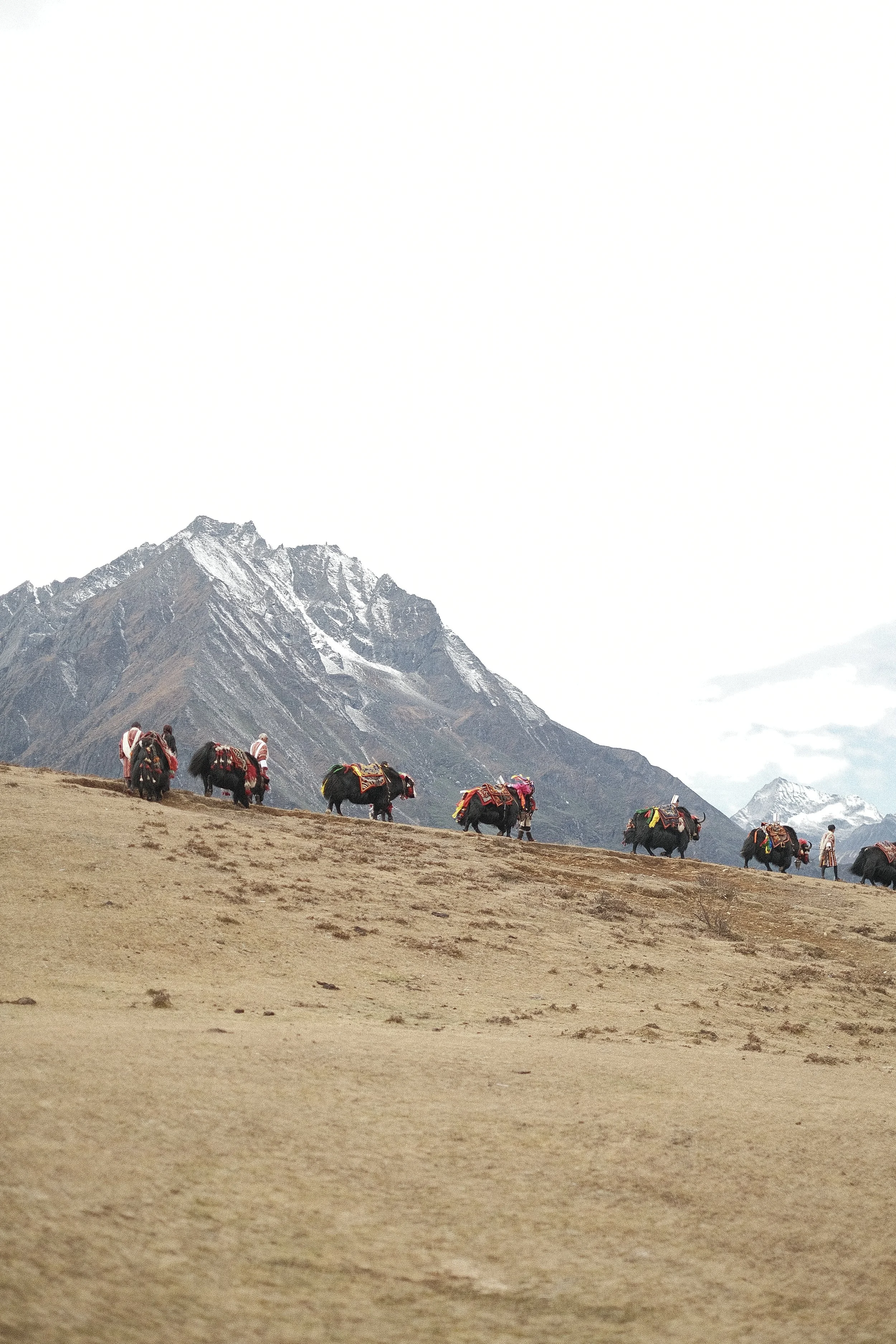 Yaks depart over the mountains.