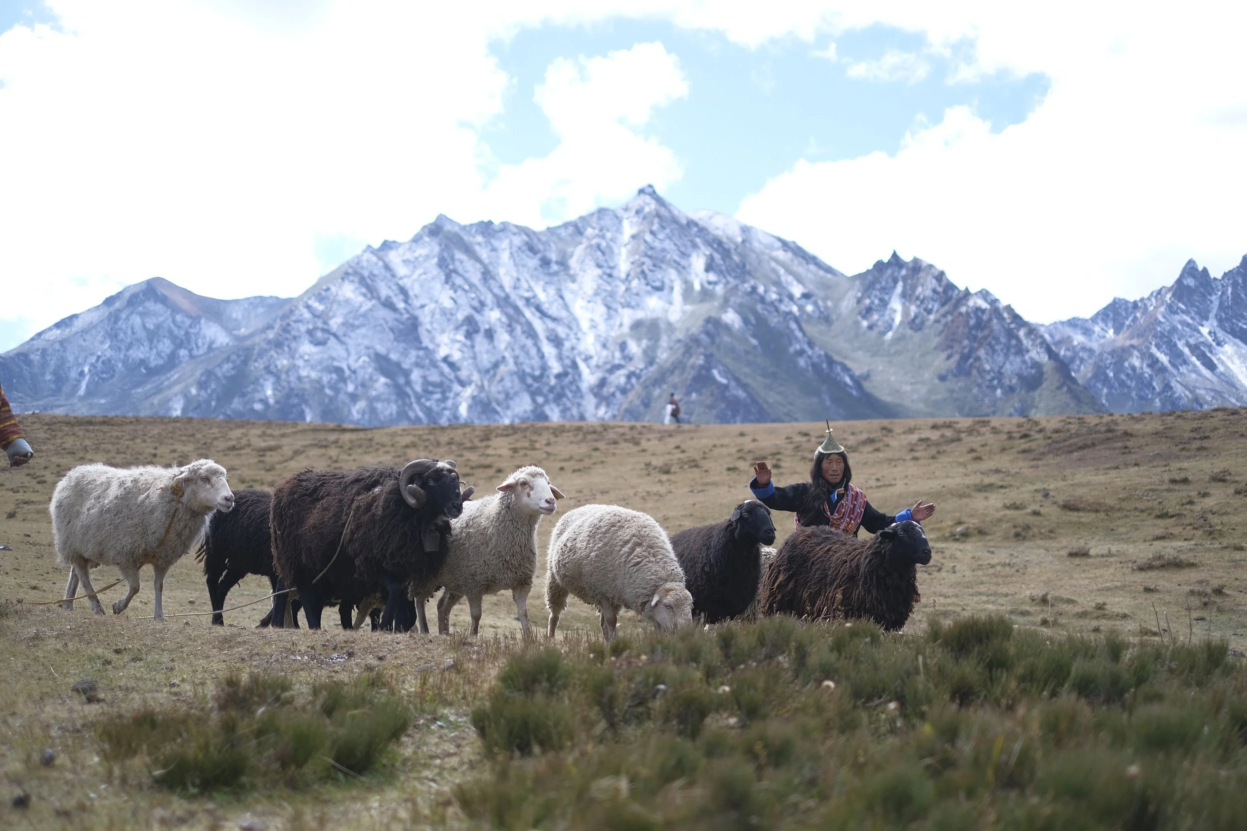 Sheep reared by the Layaps