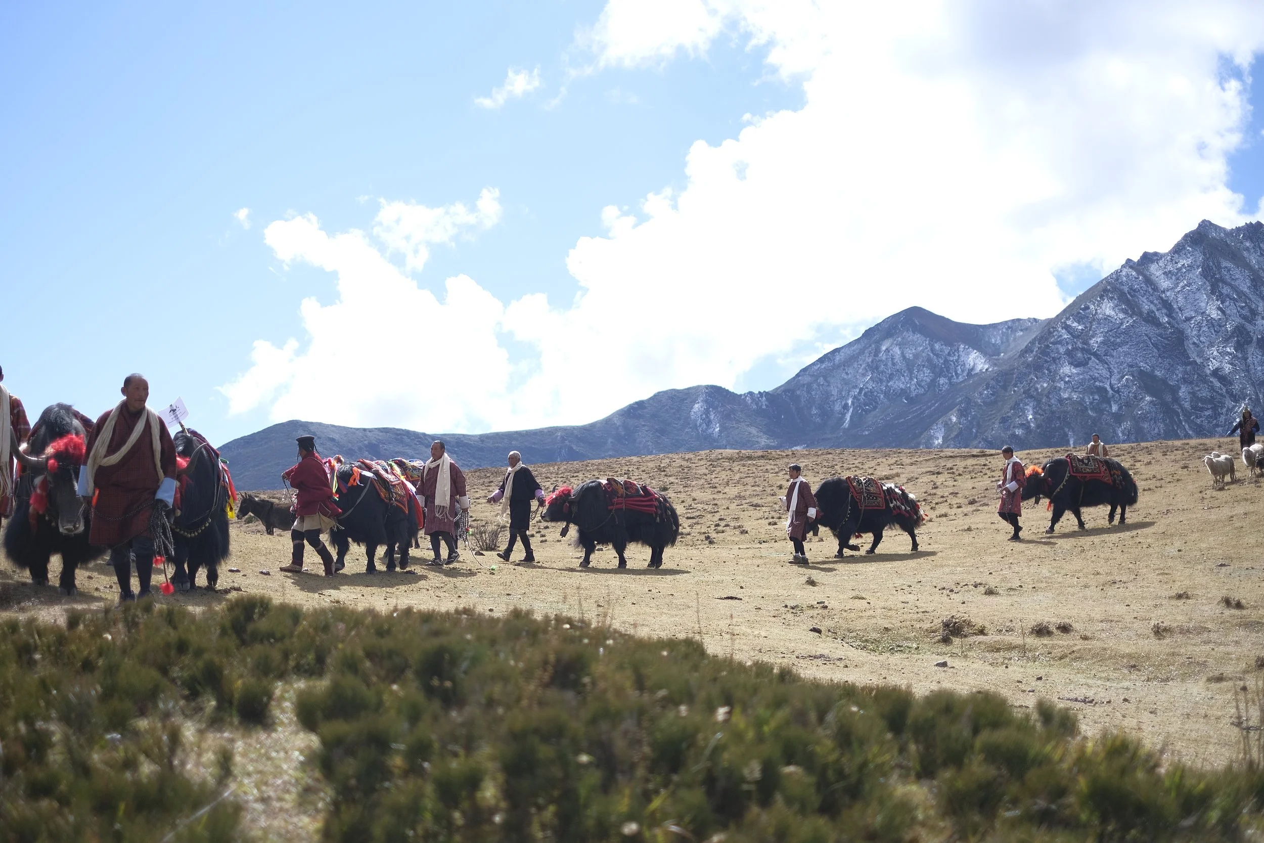 Display of Yaks