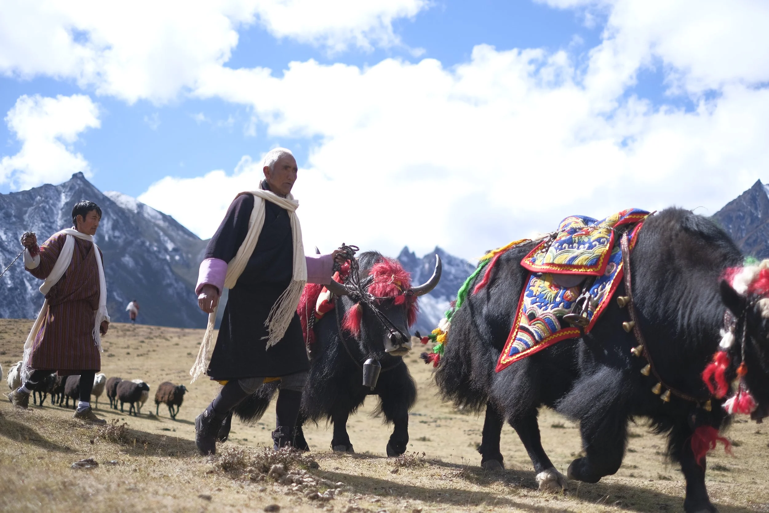 Yak ornaments and costumes competition