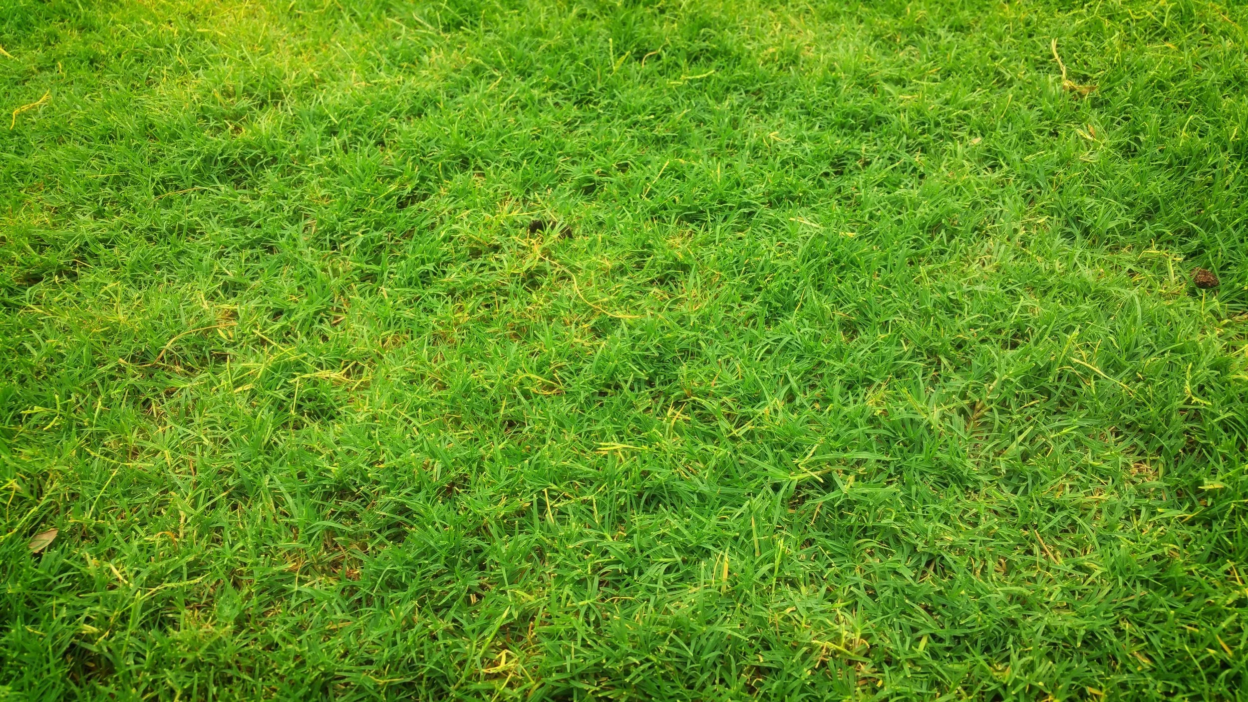 Chicago homeowner performing fall lawn care to prepare grass for winter