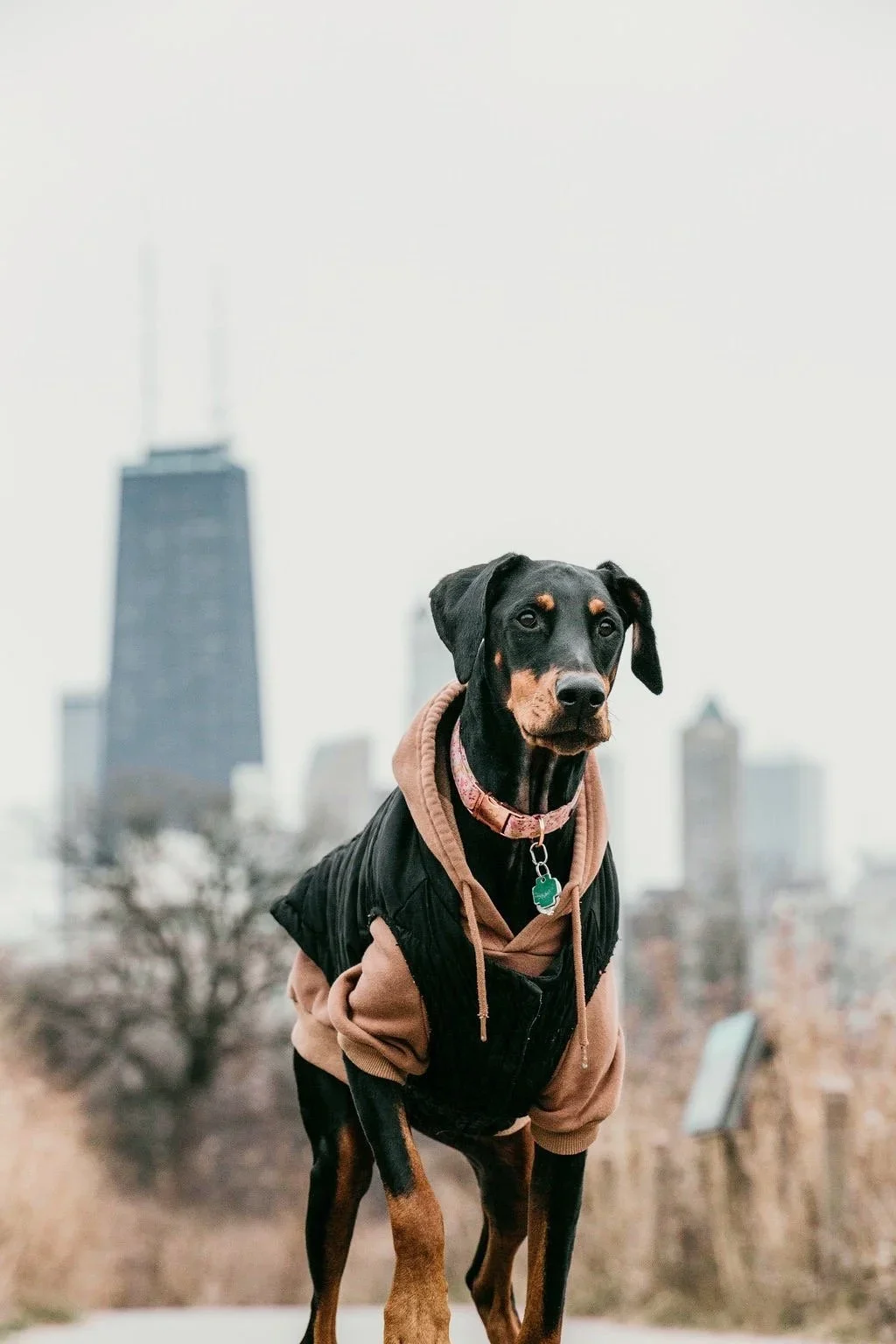 Daisy - licensed Doberman and snack manager at Dello Investments Chicago