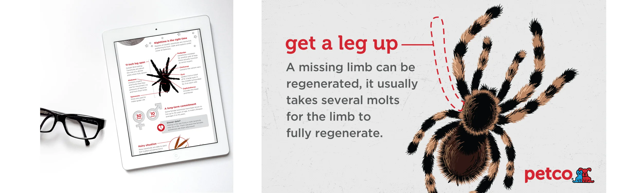 Petco-infographics-6.jpg