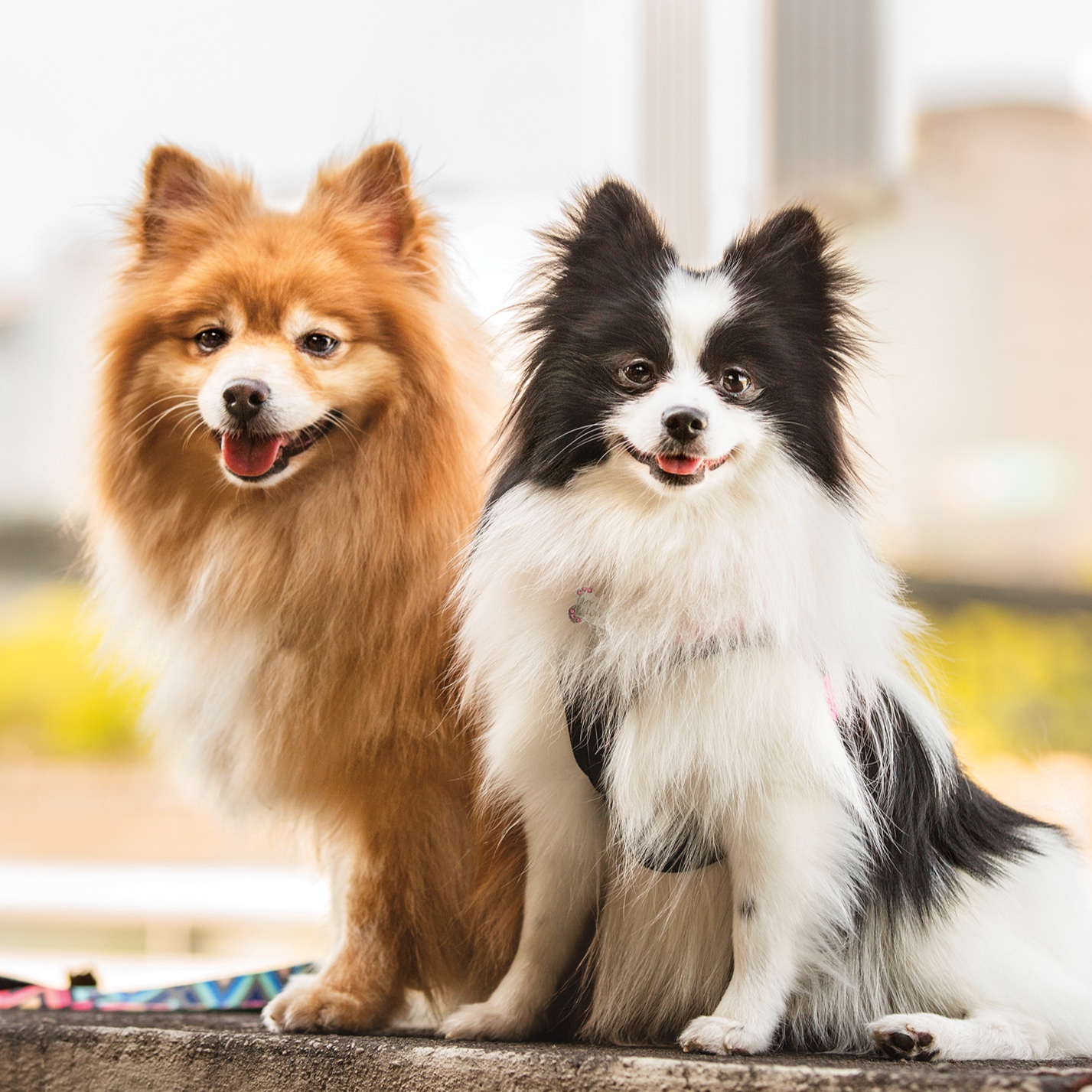 Petco_2018Calendar_dogs.jpg