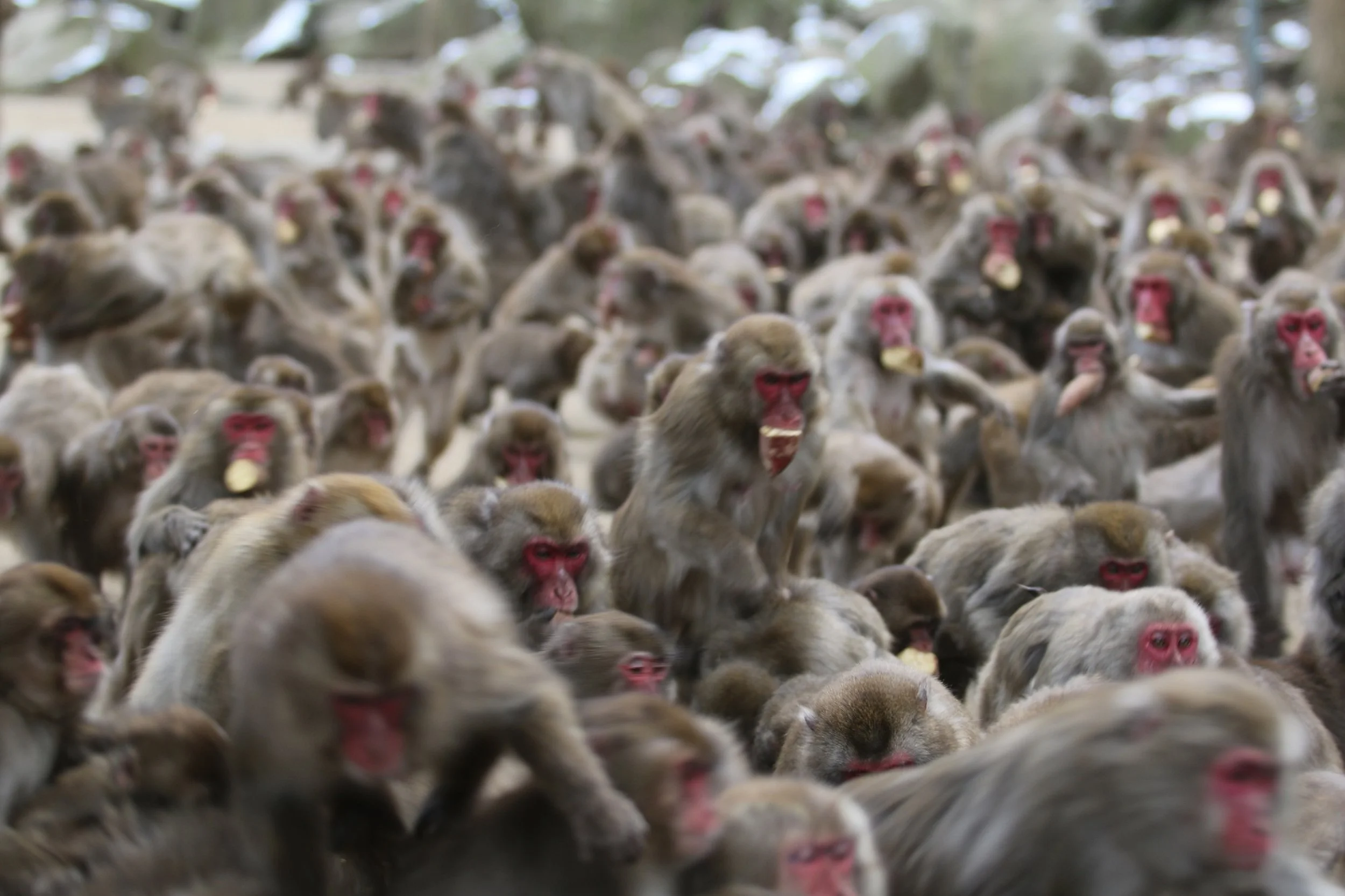 A dense crowd of wild red-faced Japanese macaques scrambling for sweet potatoes at Takasakiyama Natural Zoological Garden in Oita, Japan.