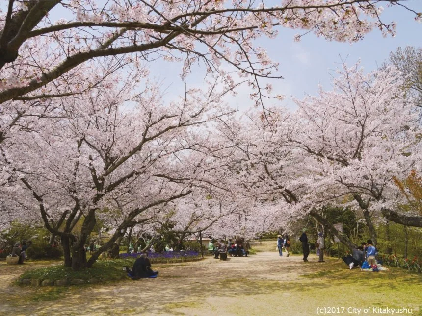 Cherry blossom canopy over a garden path at Shiranoe Botanical Garden in Kitakyushu, with locals picnicking beneath the trees in spring.
