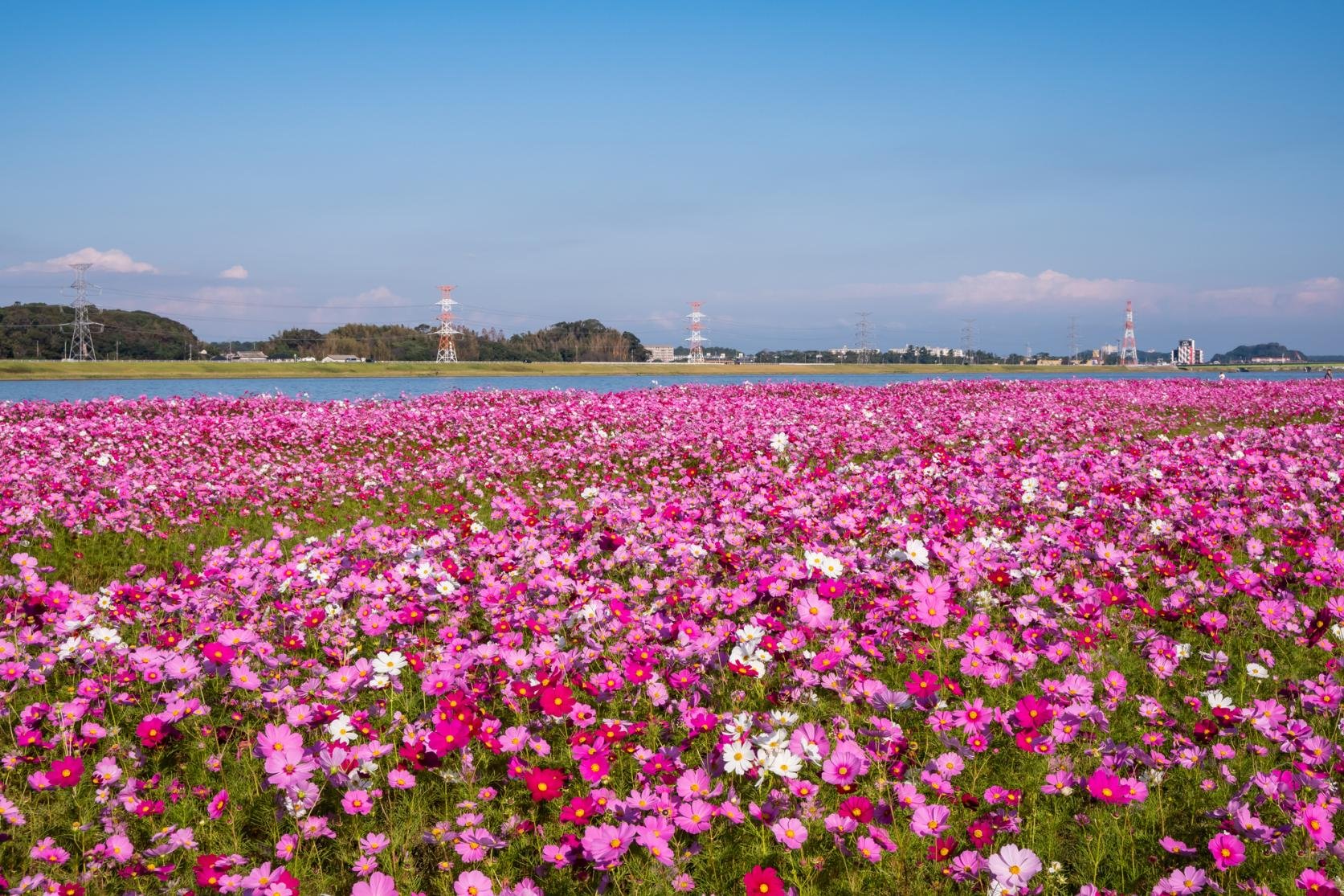 Millions of pink and white cosmos flowers blooming along the Ongagawa River in Mizumaki, Fukuoka, on a clear autumn day.