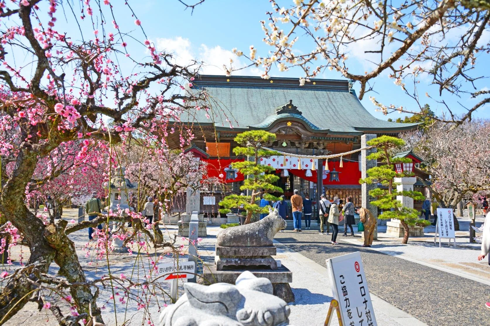 Tsunashiki Tenmangu Shrine in rural Fukuoka, framed by blooming pink and white plum trees during the Shiida Plum Festival in early spring.