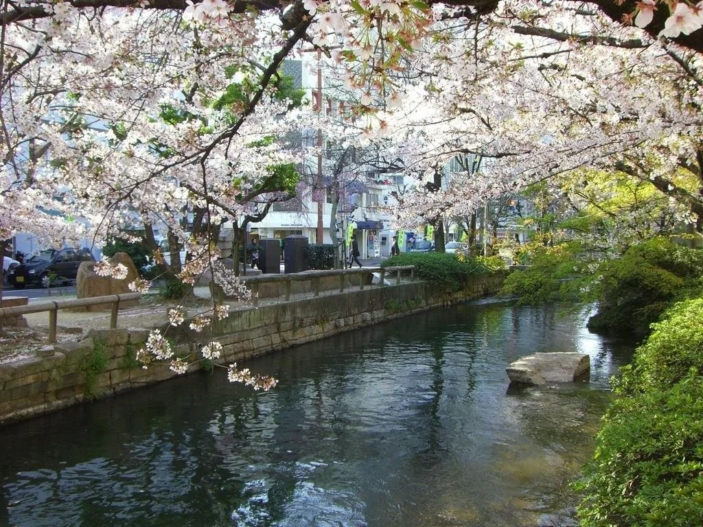 Cherry blossoms in soft pink bloom overhang the calm canal at Nishigawa Greenway Park, Okayama — a tranquil urban escape near Okayama Station.