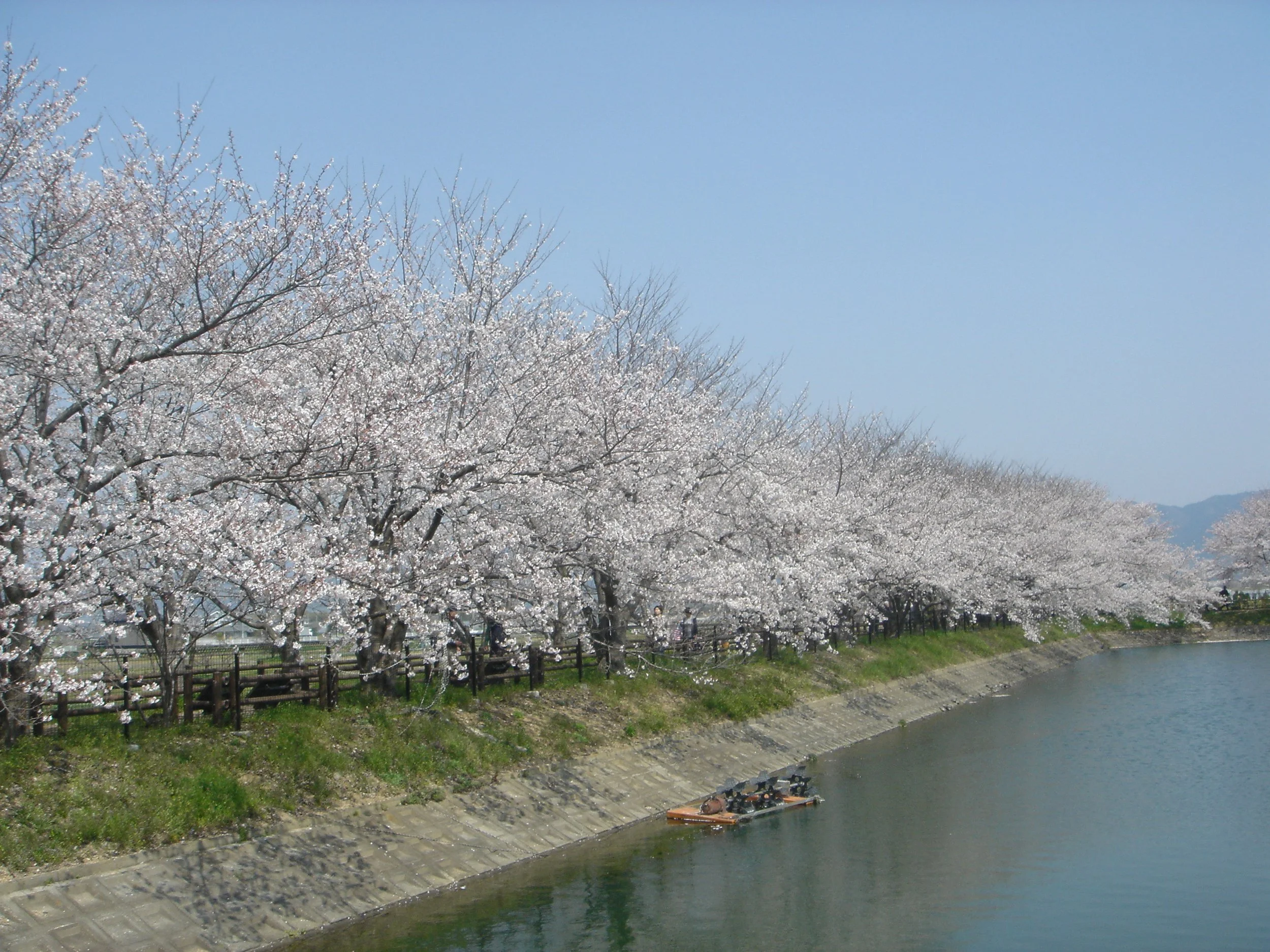 唐古池と桜.JPG