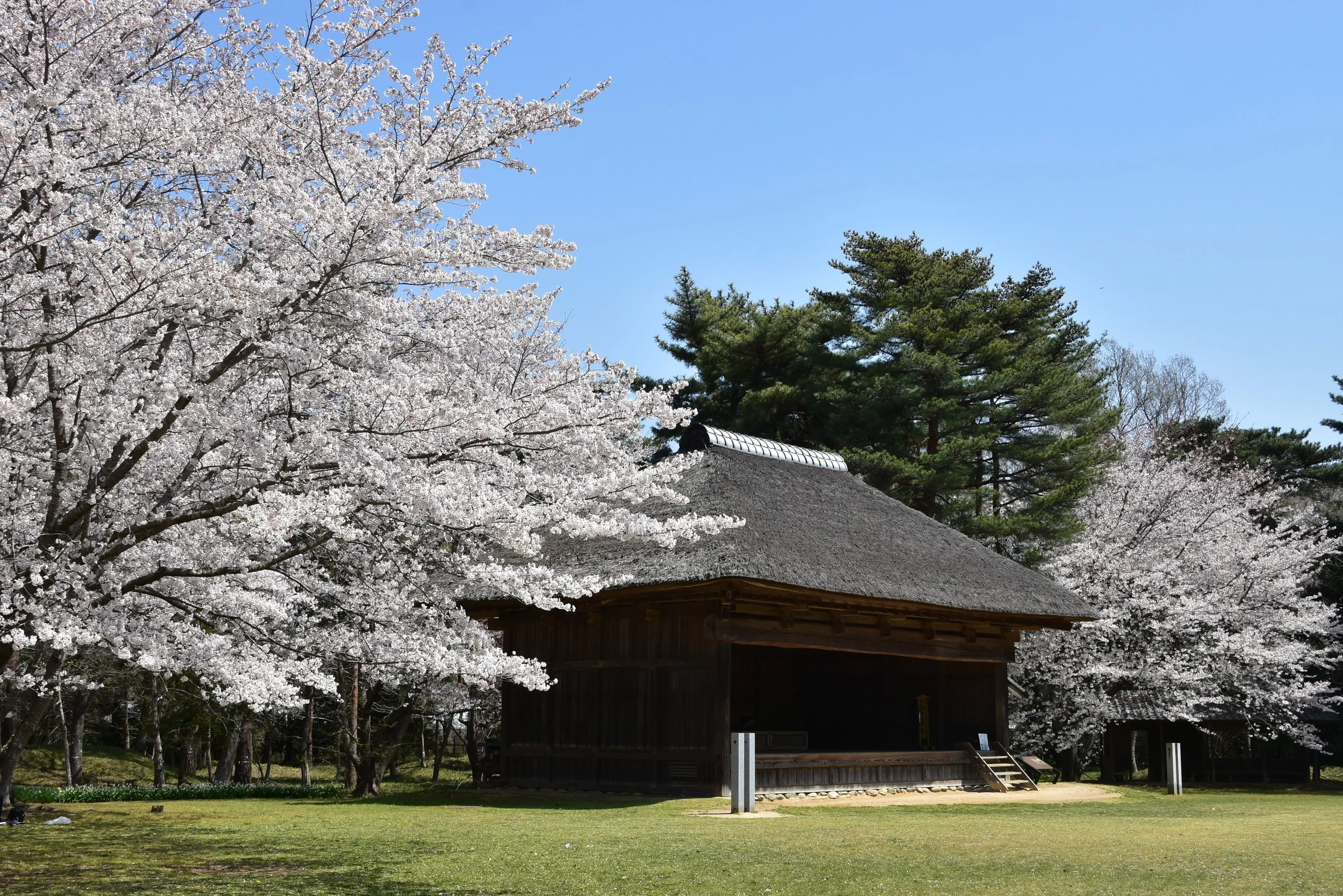 桜_歌舞伎舞台.JPG