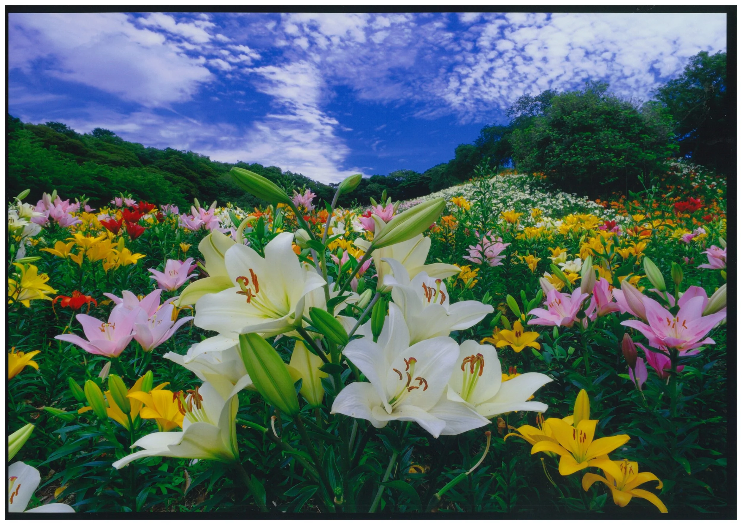 Surrounded by Lilies — A Special Early Summer Escape at Kasui Yuri-no-sono Lilium Flower Garden
