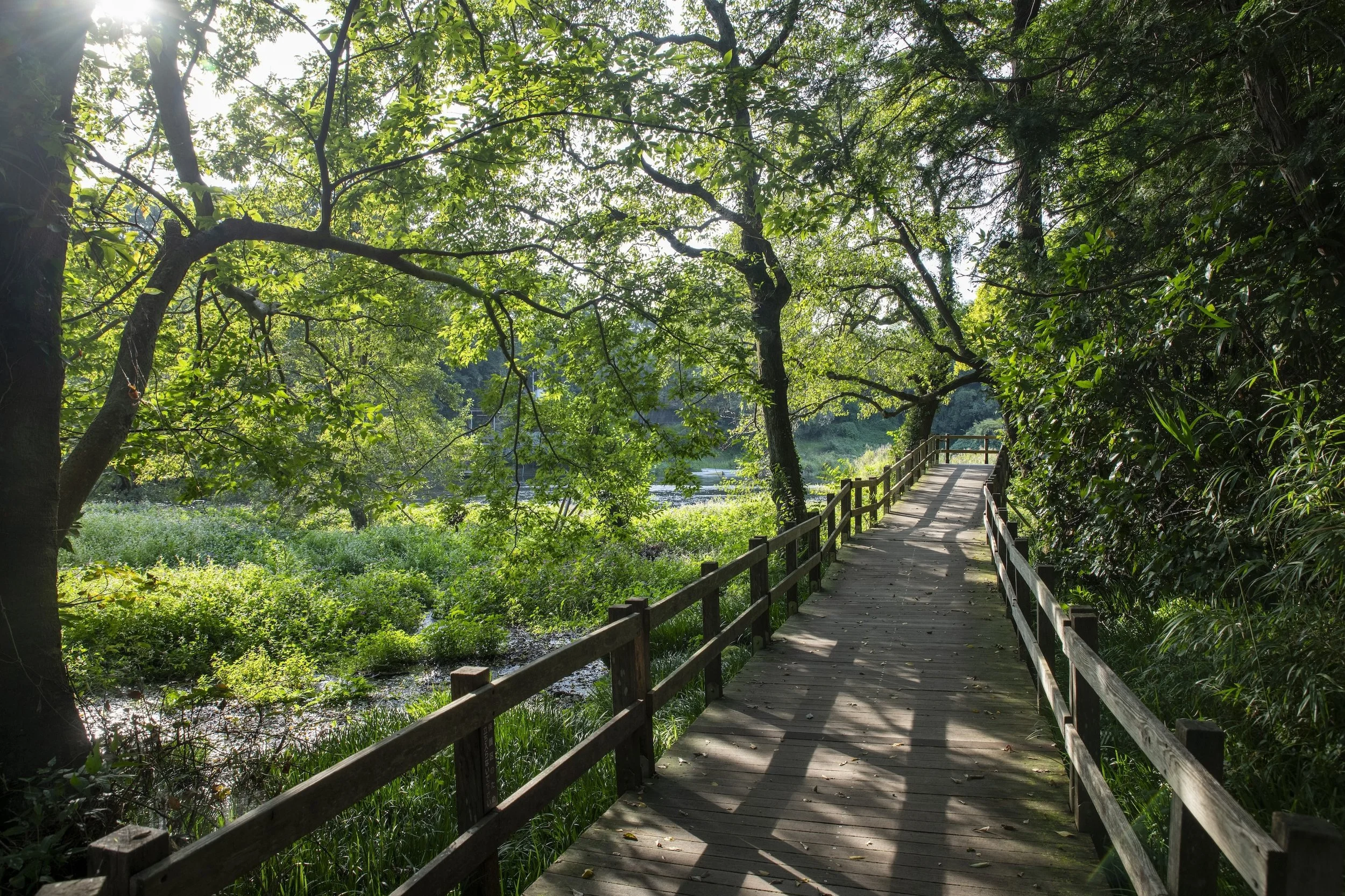 八つ橋2.jpg