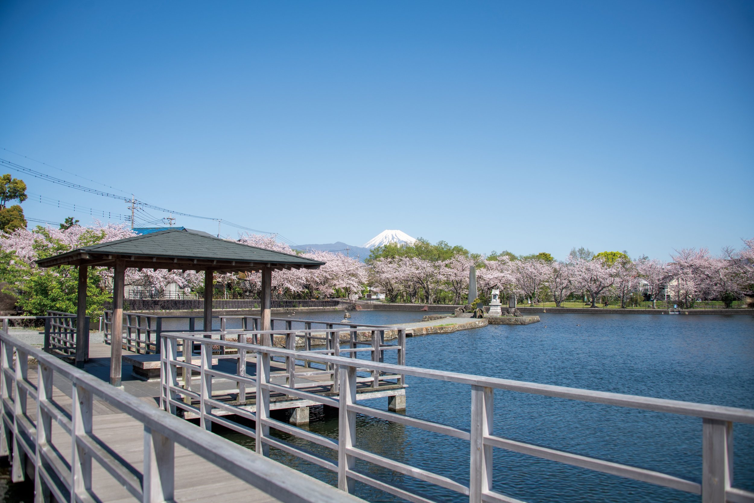 A Peaceful Waterside Retreat of Mt. Fuji's Spring Water and Seasonal Beauty — Discover the Gentle Charm of Maruike