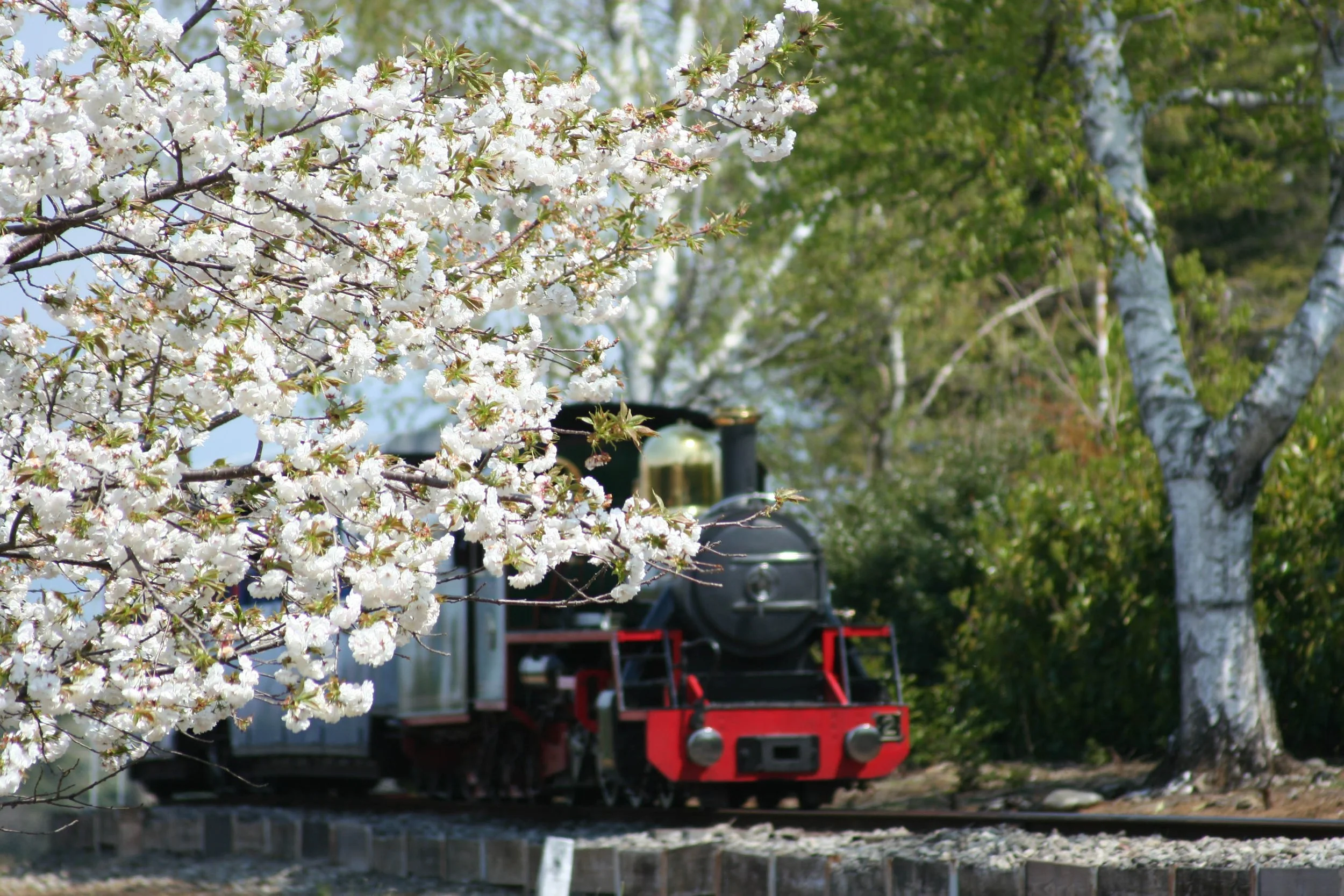 ロムニー鉄道と桜7671.JPG