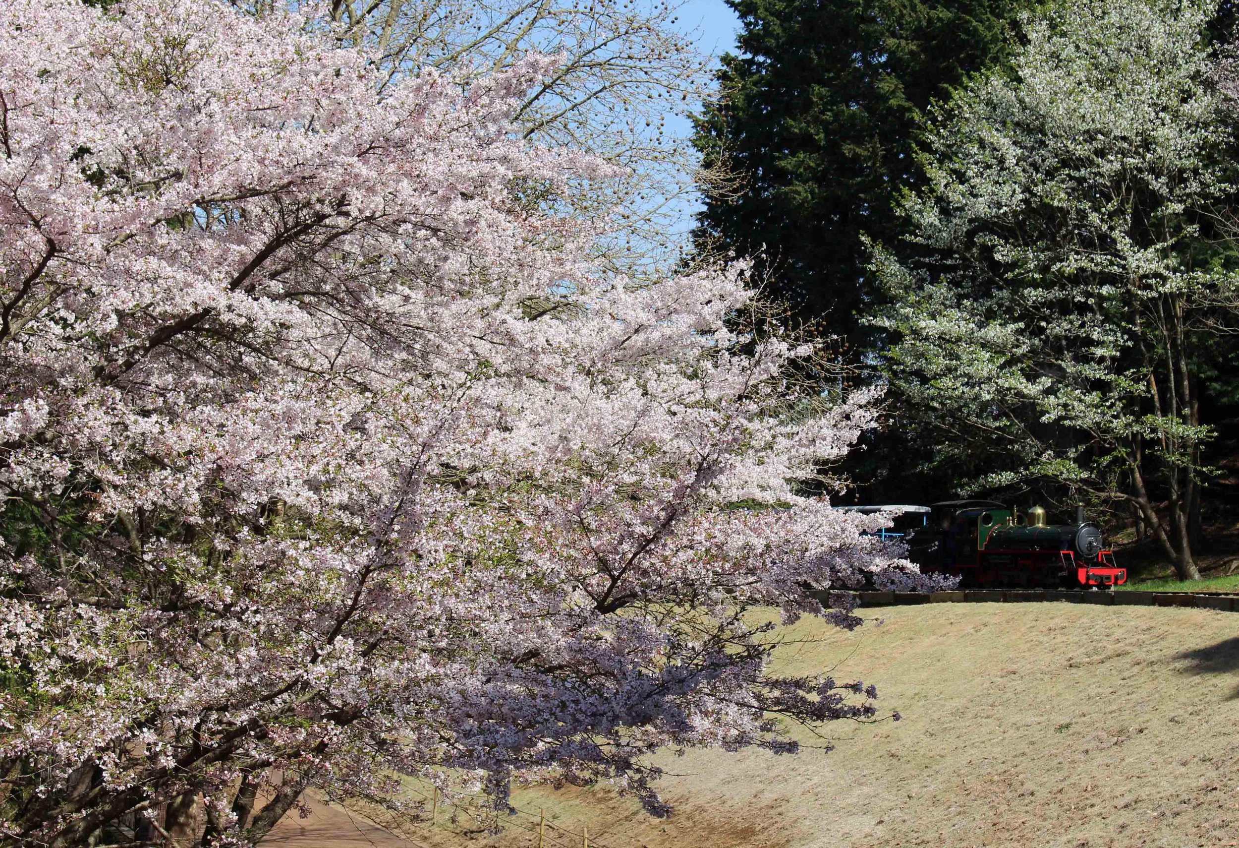 ロムニー鉄道と桜3379.JPG