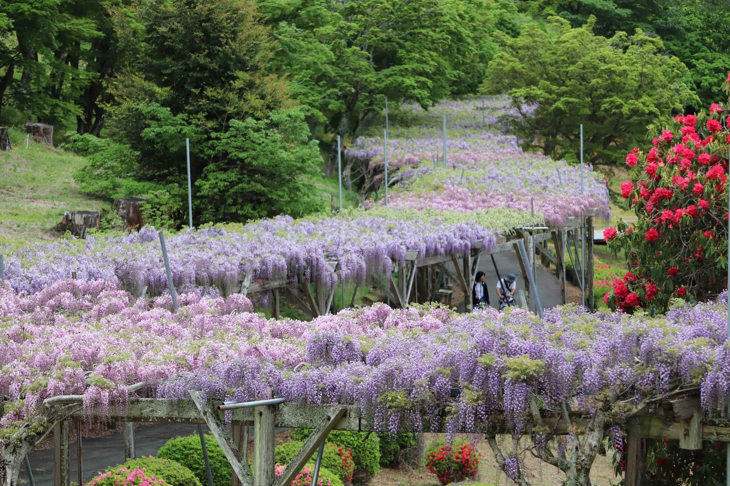 藤棚(250ｍ）IMG_6577.JPG