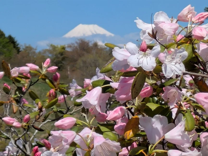 しゃくなげの森（富士山）20260408_021501237.MP.jpg