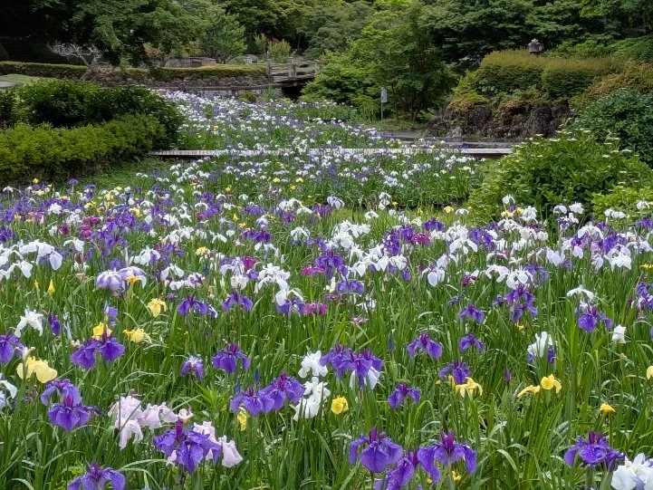 花しょうぶ20260604_005526757.jpg