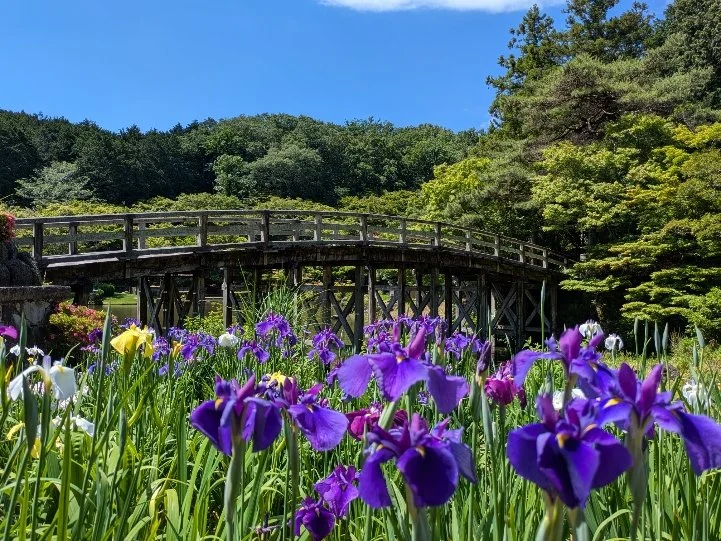 花しょうぶ20260530_005443290.jpg