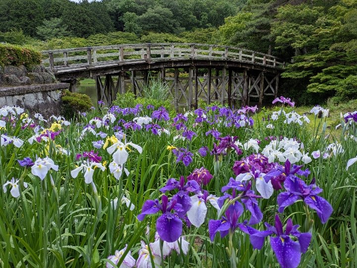 花しょうぶ_20260604_011344997.jpg
