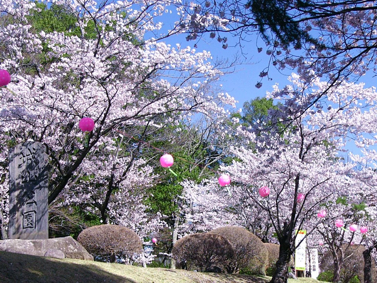Stone monument of Shiroyama Park surrounded by full-bloom Somei Yoshino cherry blossoms — a historic castle ruin in Oyama, Tochigi.