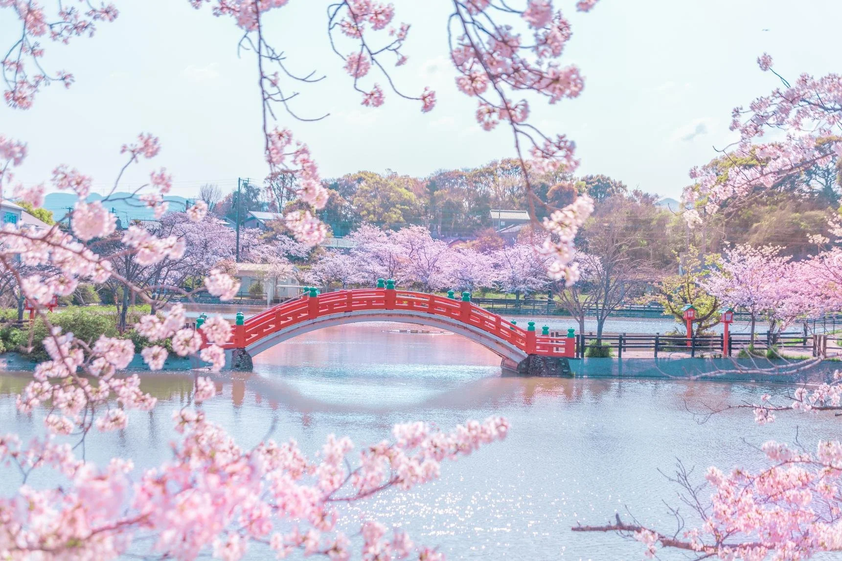 Vermilion arched bridge over a calm pond framed by ~1,000 cherry blossoms in full bloom at Habu Park, Nakama City, Fukuoka.