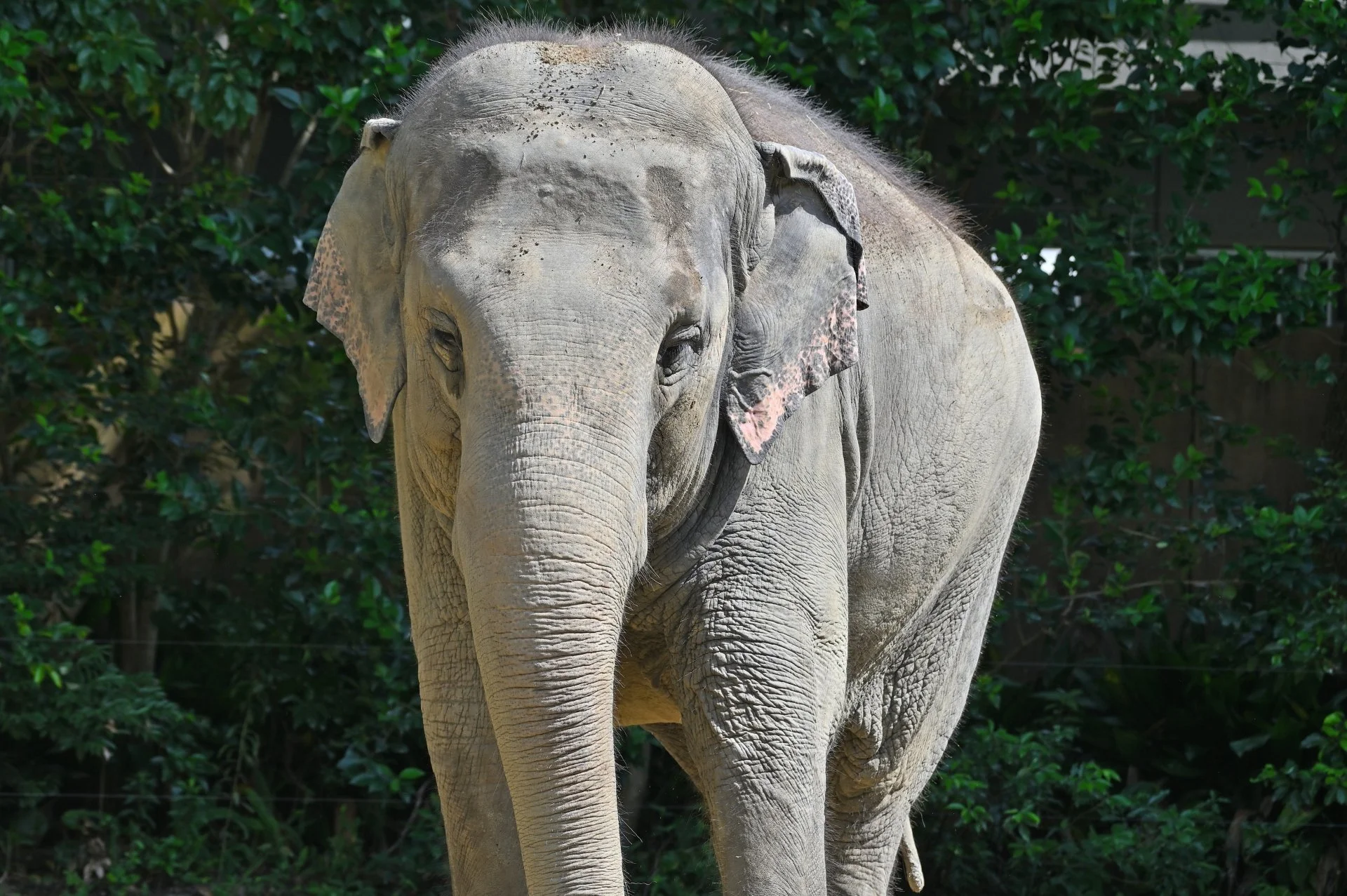 An elephant stands amid lush greenery at Itozu-no-mori Zoological Park in Kitakyushu, Fukuoka.