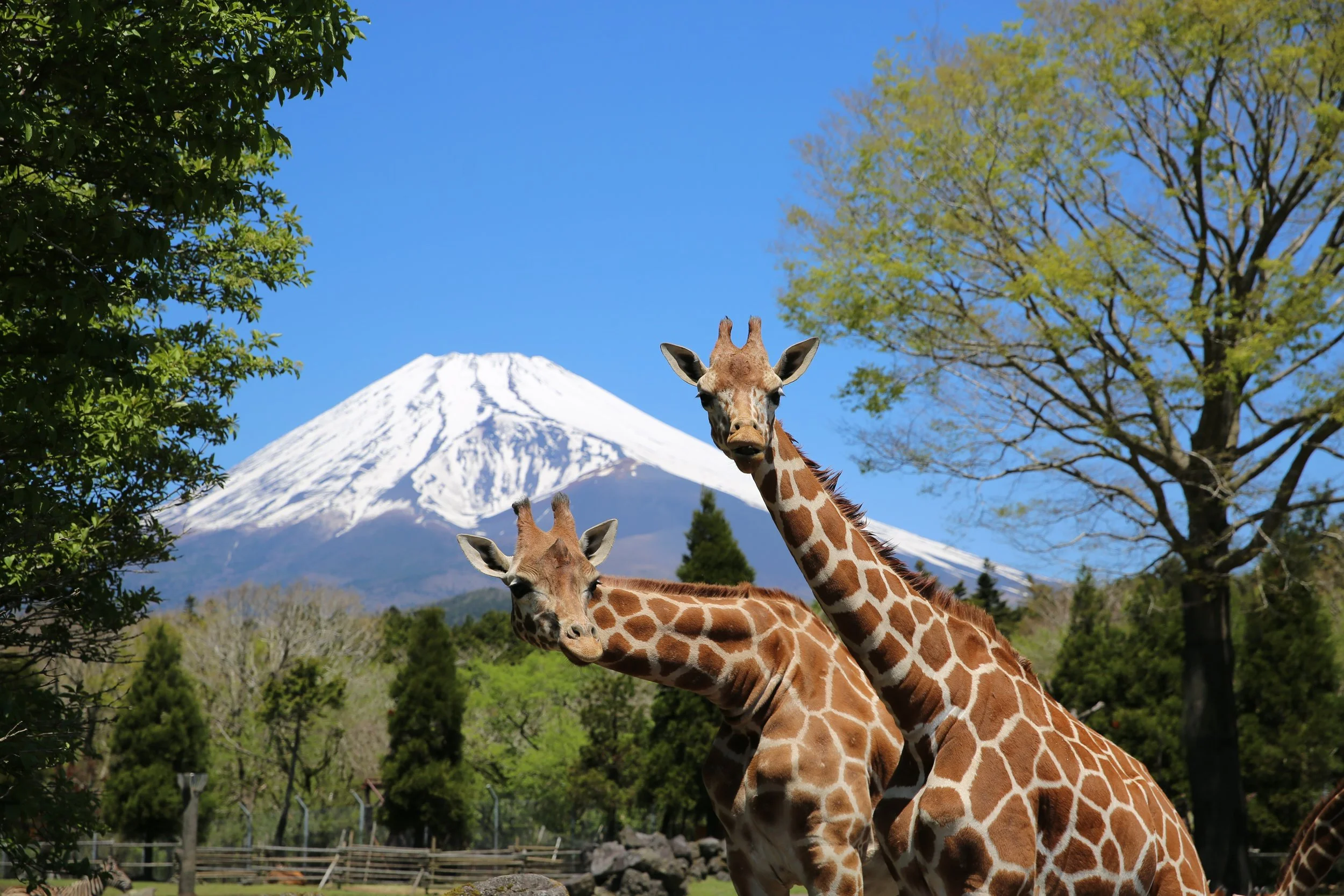 Two giraffes standing before snow-capped Mt. Fuji at Fuji Safari Park — a wild encounter unlike any other in Japan.