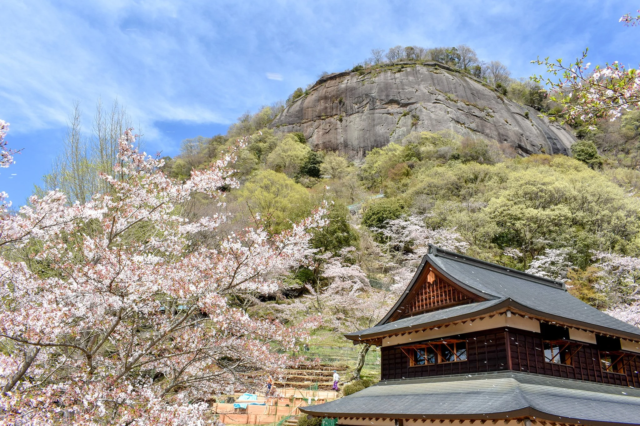 Cherry blossoms surround Iwadonosan Fureai-no-Yakata hall in Maruyama Park, set against the dramatic rock cliffs of Mount Iwadono in Ōtsuki, Yamanashi.