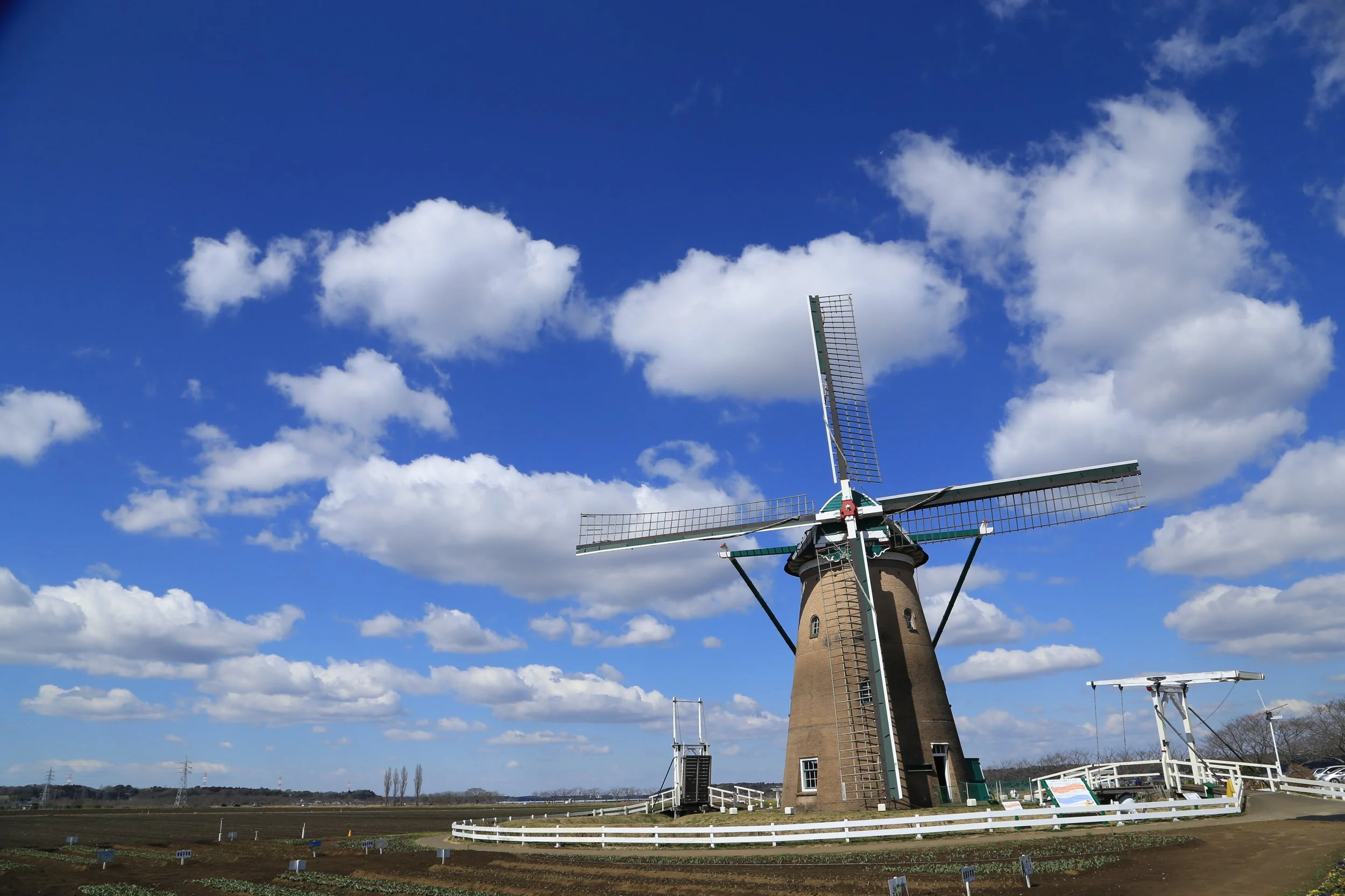 Japan's only authentic Dutch windmill De Liefde rising above spring flower fields at Sakura Furusato Square, Chiba — a hidden gem near Tokyo.