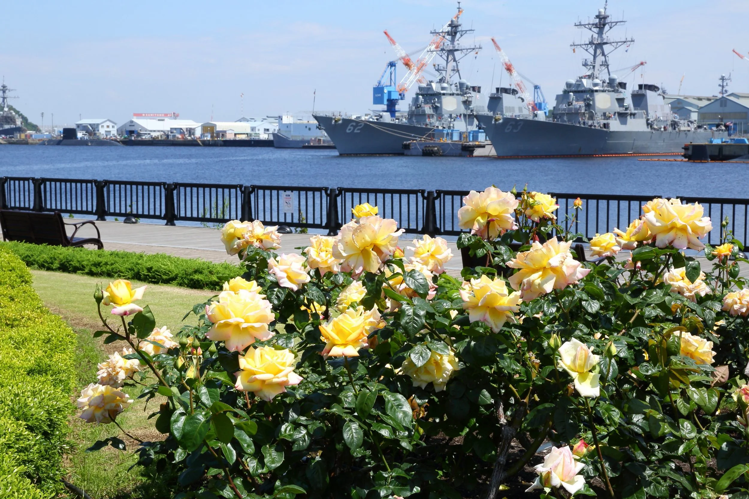 Rose garden in full bloom at Verny Park, Yokosuka, with Japan Maritime Self-Defense Force vessels moored in the harbor beyond.