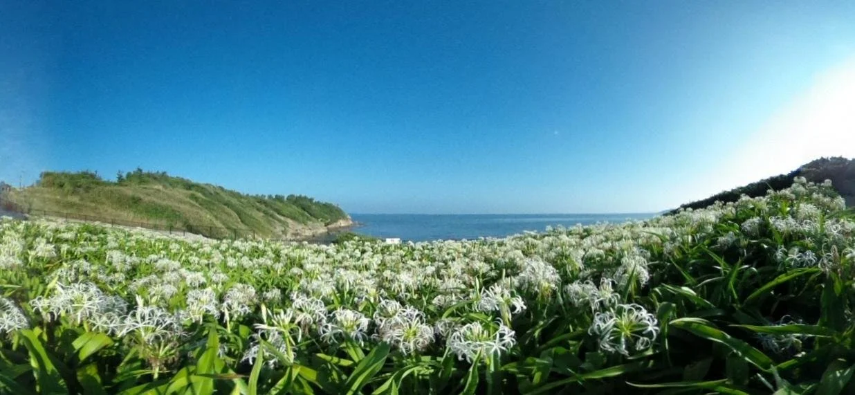 White Hamayu blossoms blooming along the sandy coast of Natsui-ga-hama in Ashiya, Fukuoka, framed by the blue Hibiki-nada Sea and clear summer sky.