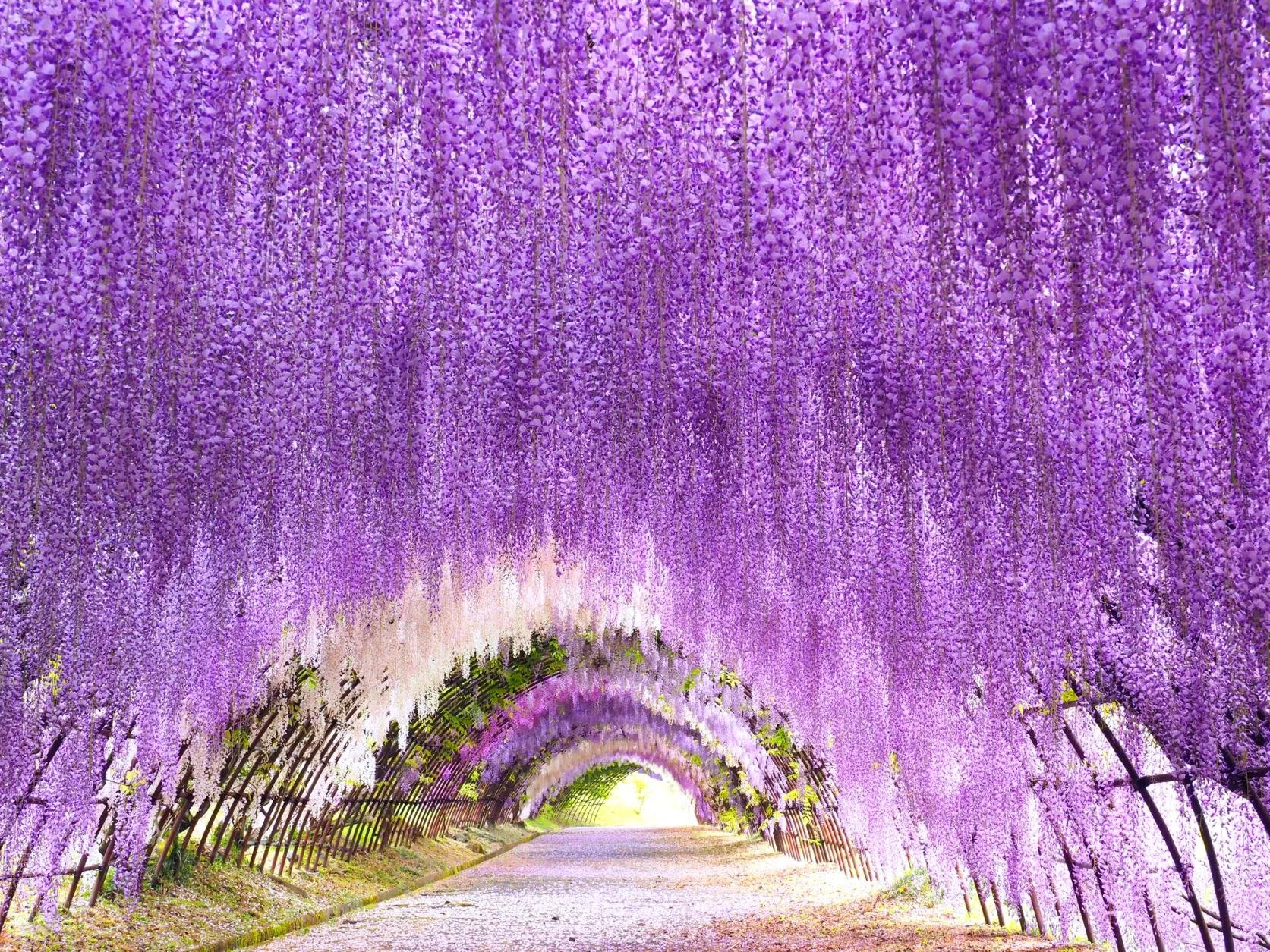 Cascading purple wisteria blooms form a dreamlike tunnel at Kawachi Wisteria Garden in Kitakyushu, Japan.