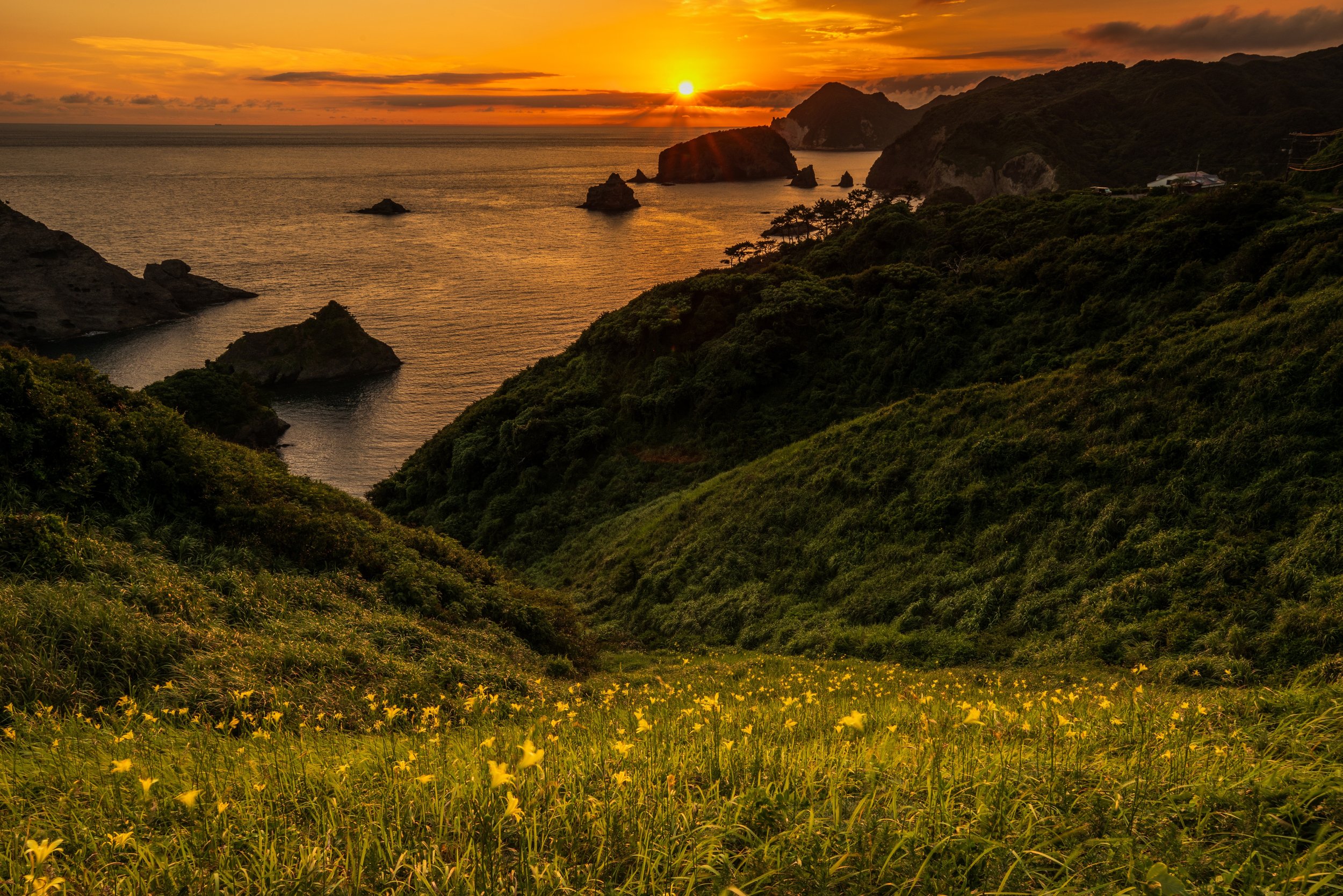 Golden sunset over the Pacific Ocean viewed from Yusuge Park hilltop, with yellow evening-blooming flowers in the foreground, Southern Izu.