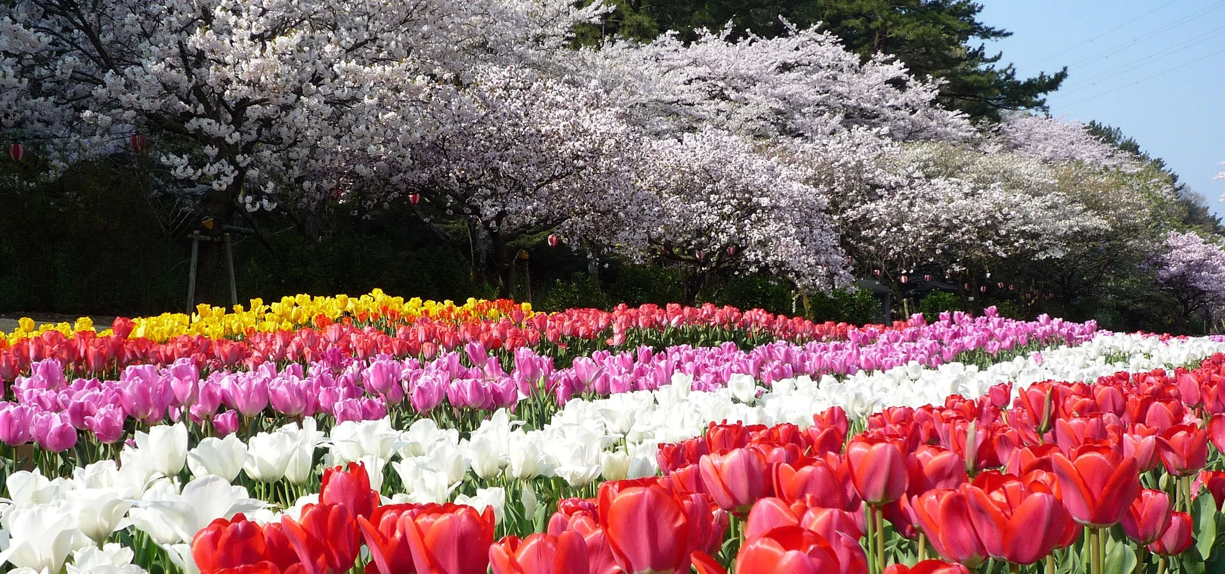 Rows of vivid tulips in full bloom with cherry blossom trees behind them at Hamamatsu Flower Park, Shizuoka, Japan — a springtime floral paradise along Lake Hamana.