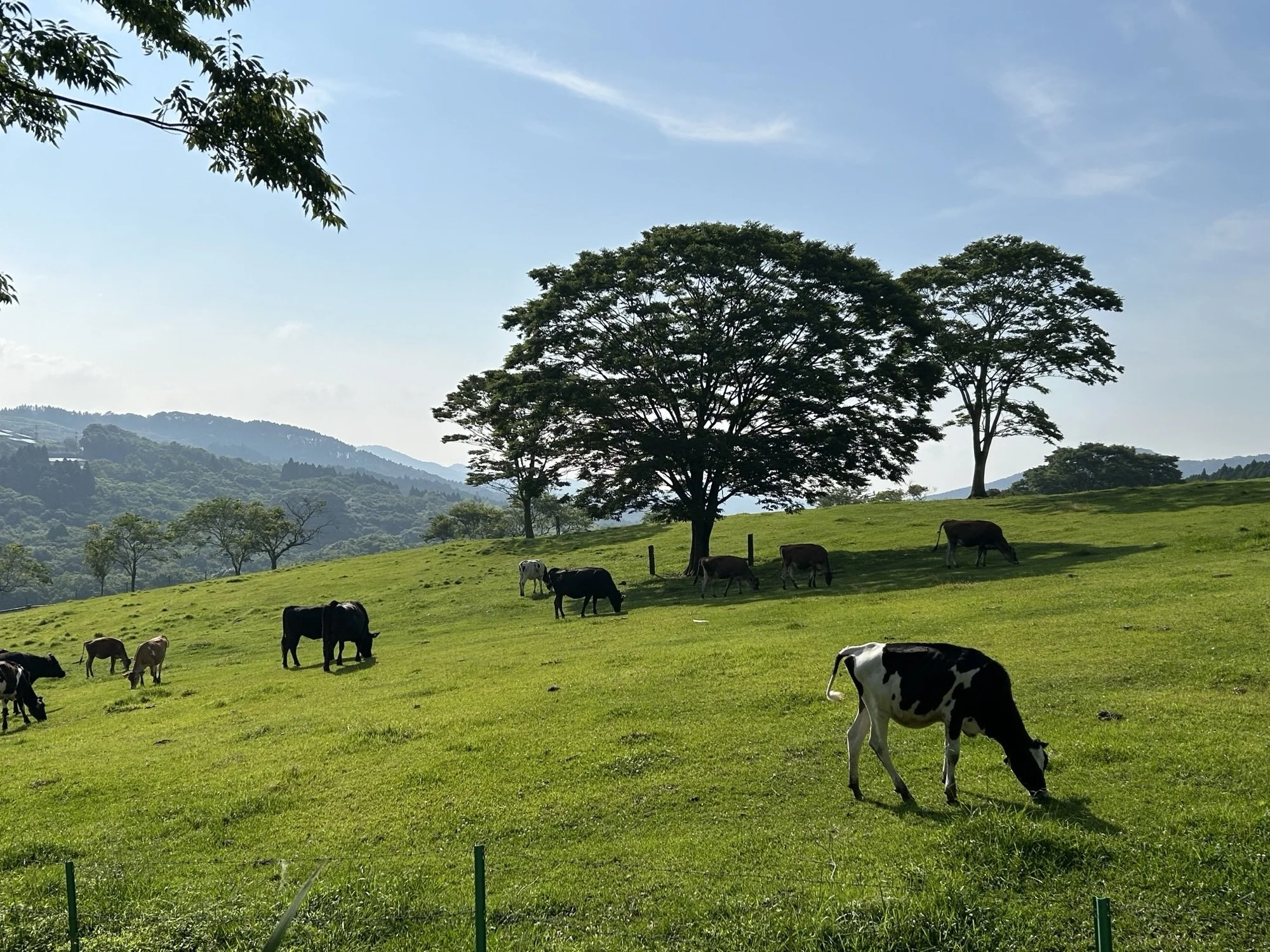 Cattle grazing freely on sun-lit rolling pastures at Takachiho Bokujou, a working farm at the foot of Kirishima mountains, Miyazaki.