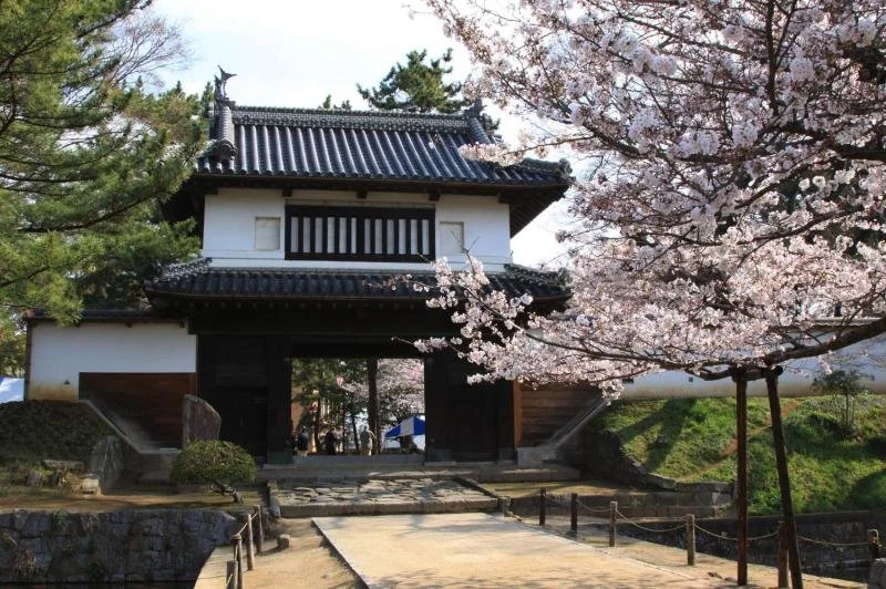 Somei Yoshino cherry blossoms framing the historic Yaguramon turret gate at Kijo Park, the site of Tsuchiura Castle in Ibaraki, Japan.