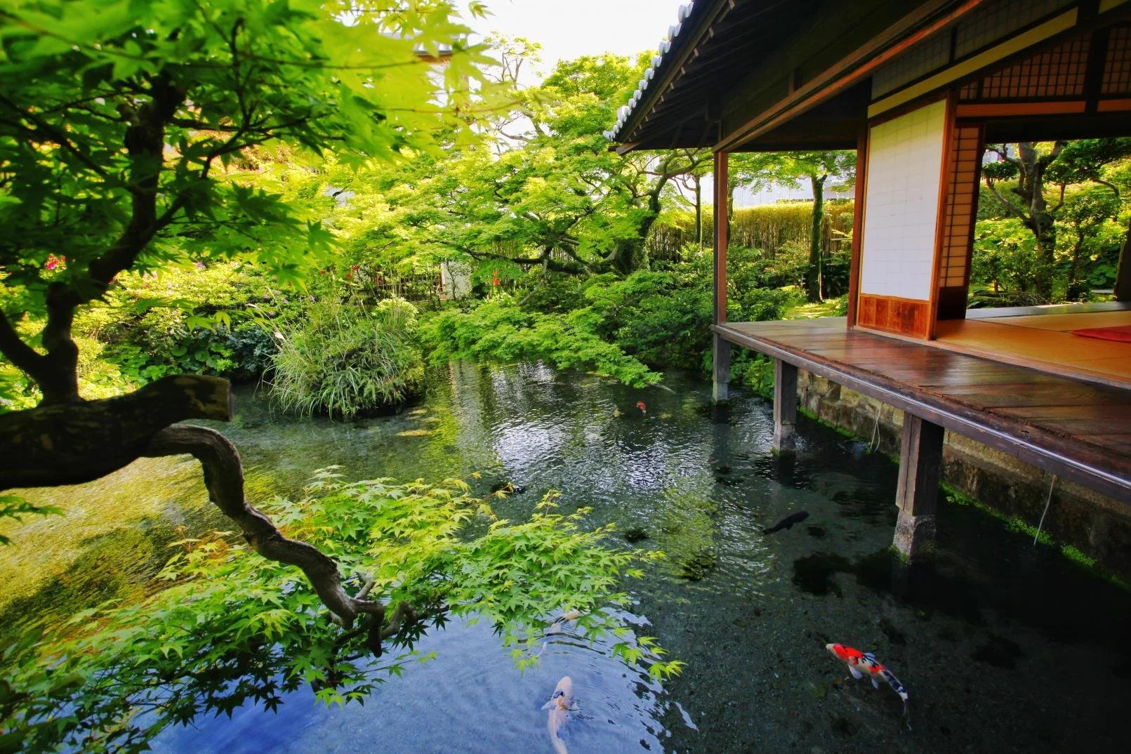 Clear spring-fed pond with koi beside Shimeiso's raised tatami veranda in Shimabara, Nagasaki — a tranquil hidden garden.