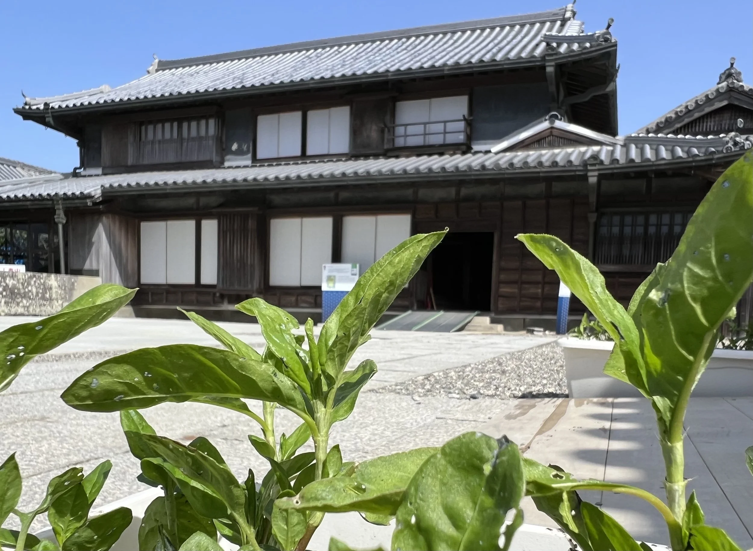 Traditional wooden Okumura residence at Ai-no-Yakata, Tokushima, framed by lush indigo leaves under a clear blue sky.