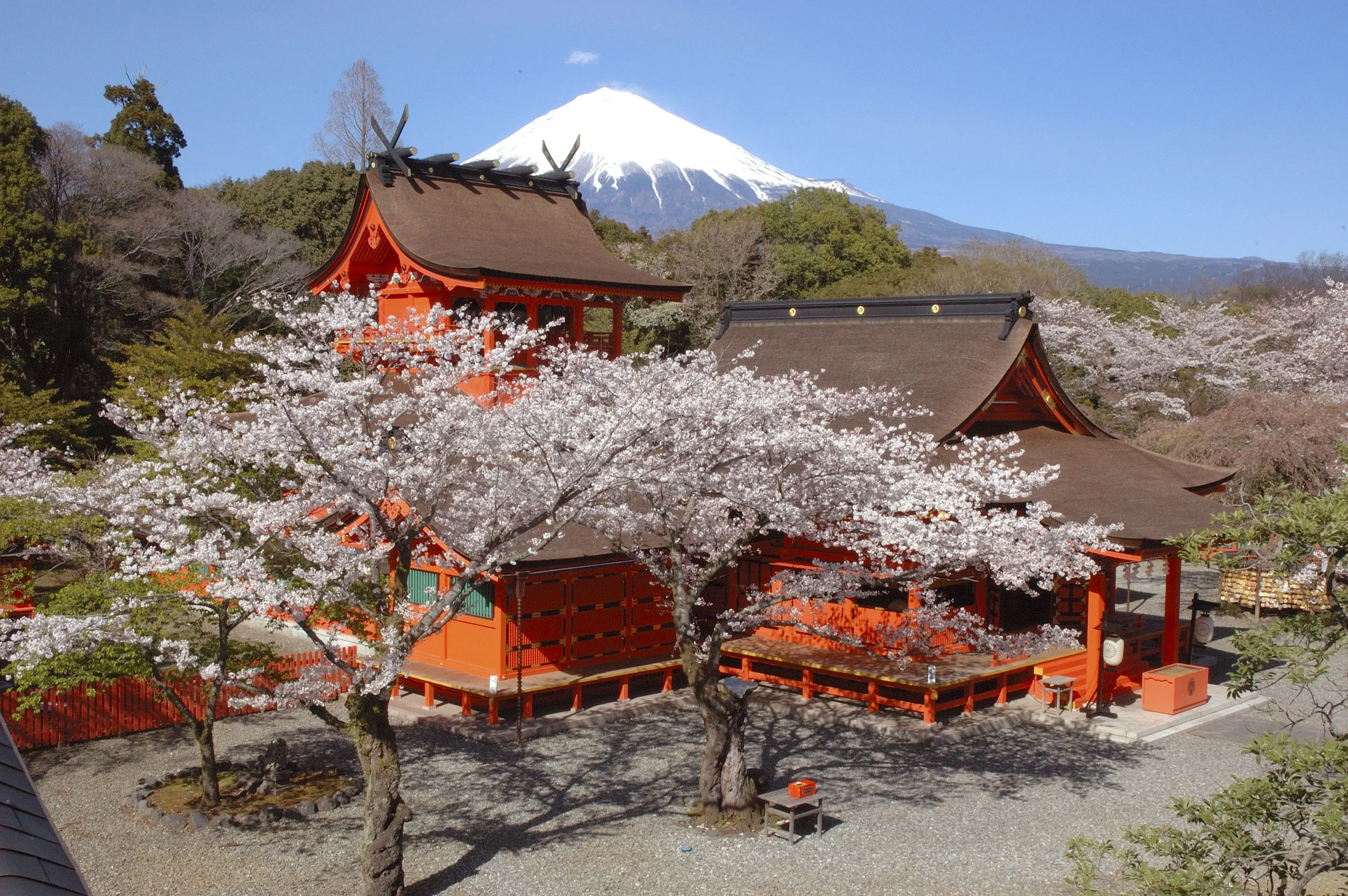 Fujisan Hongu Sengen Taisha shrine in full cherry blossom bloom with snow-capped Mt. Fuji rising behind vermilion sacred buildings, Shizuoka Japan.