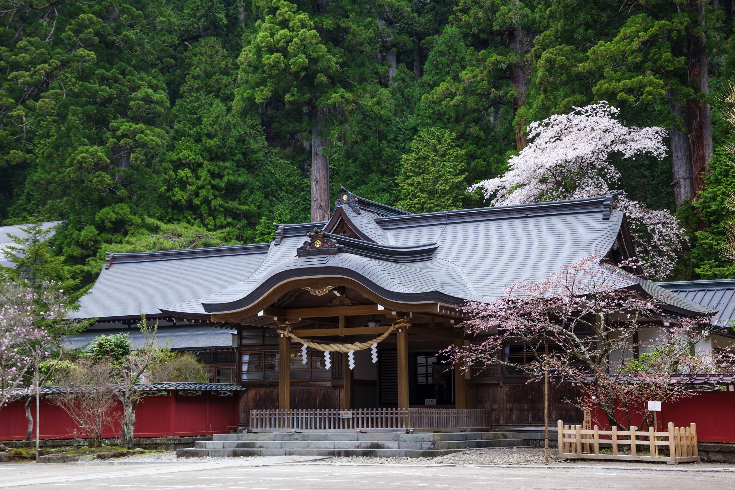 Traditional wooden hall of Nikko Futarasan Shrine framed by cherry blossoms and dense cedar forest — a 1,200-year-old sacred sanctuary in Nikko.