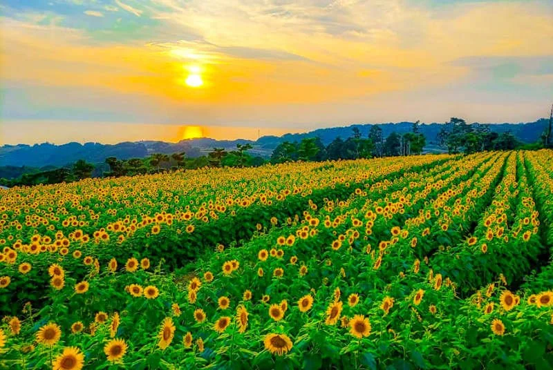 Sunflower field under a low evening sun with tree-covered hills beyond in Minamishimabara, Nagasaki.