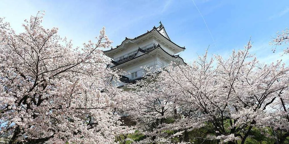 Odawara Castle's white tiered keep rising above cherry blossoms in full bloom against a clear blue sky — a springtime view of samurai-era Japan.