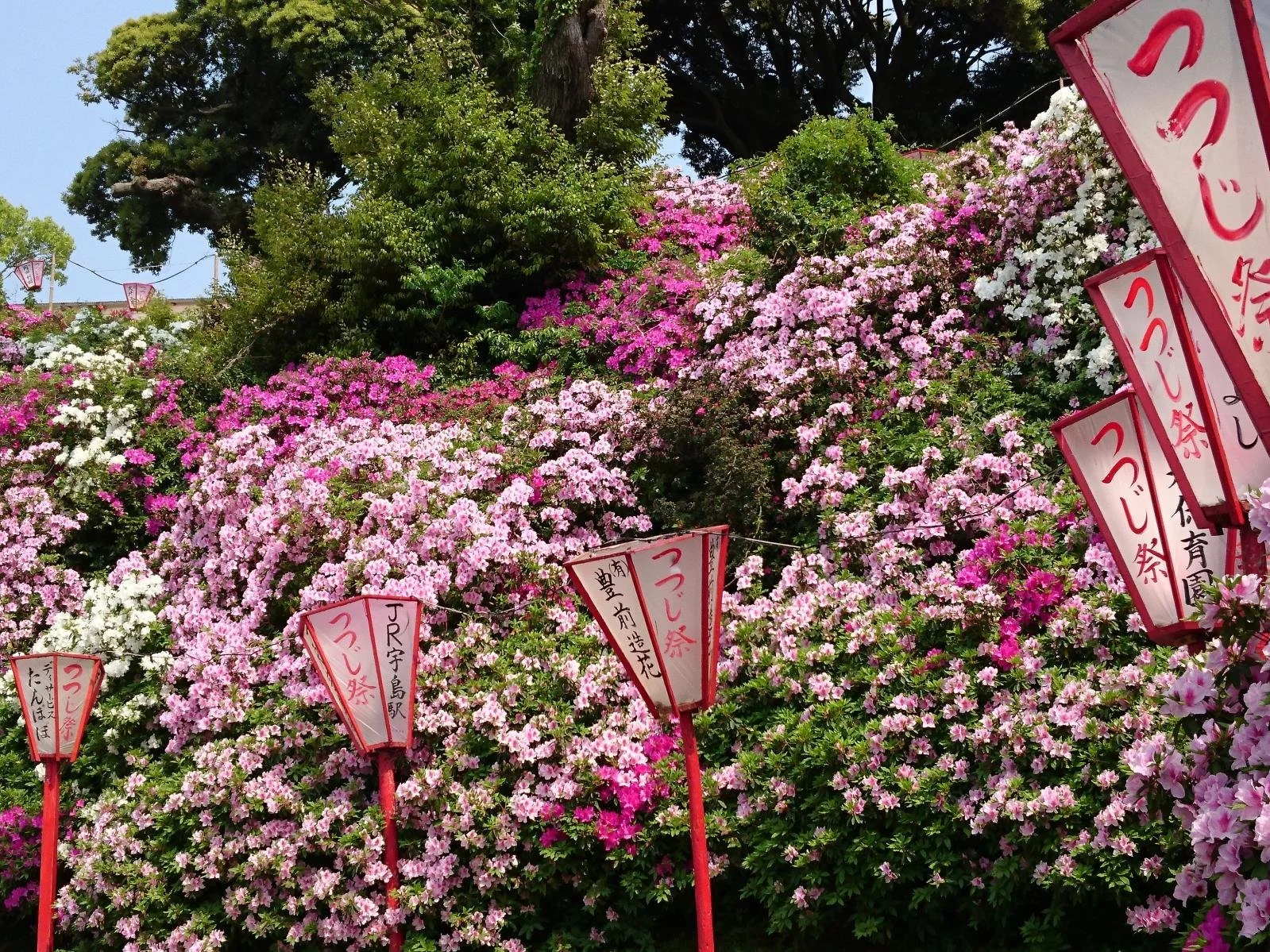 Pink and white azaleas in full bloom cover a hillside beside traditional red bonbori lanterns at Hōfukuji Azalea Park in Buzen, Fukuoka.