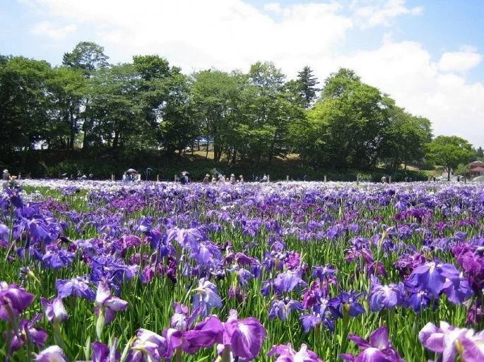 A sea of purple irises stretching to a green treeline under a blue sky at Taga Castle Ruins Ayame Garden in Tagajo, Miyagi.