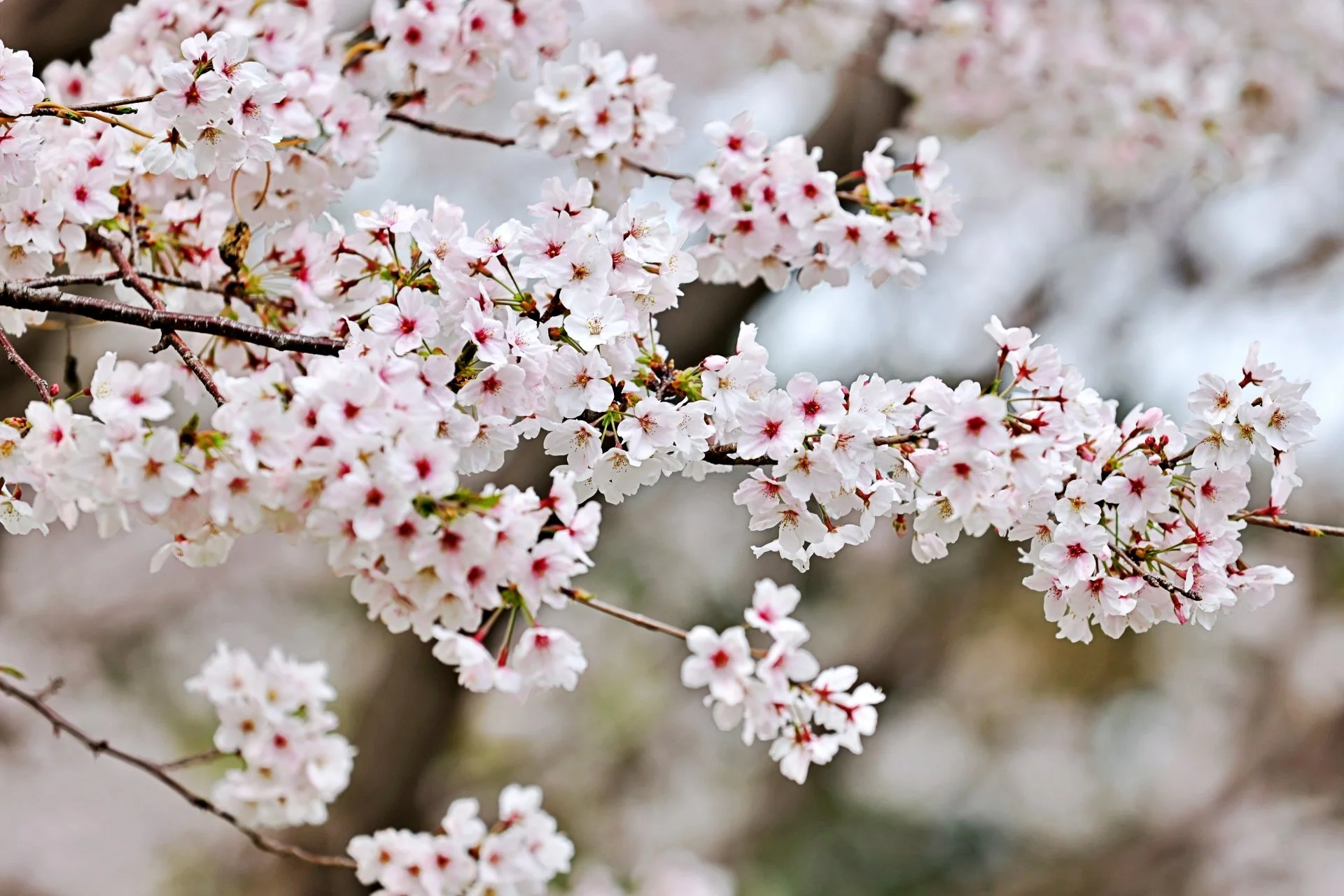 Close-up of cherry blossom flowers on tree branch, pink and white petals with red centers, blurred background.