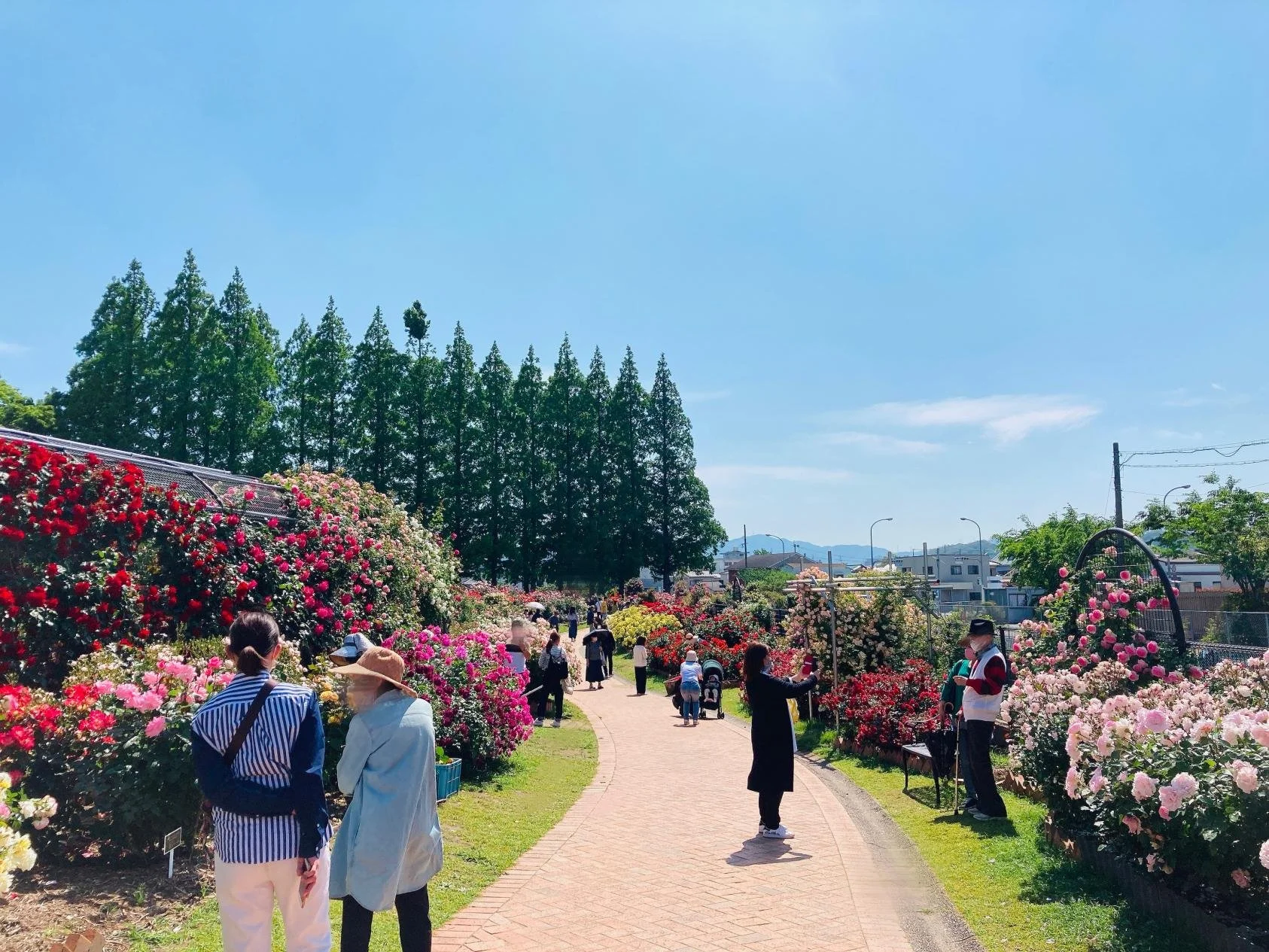 Visitors stroll along a sunlit path through Hananooka Park's rose garden in Kitakyushu, surrounded by seasonal blooms under a clear blue sky.